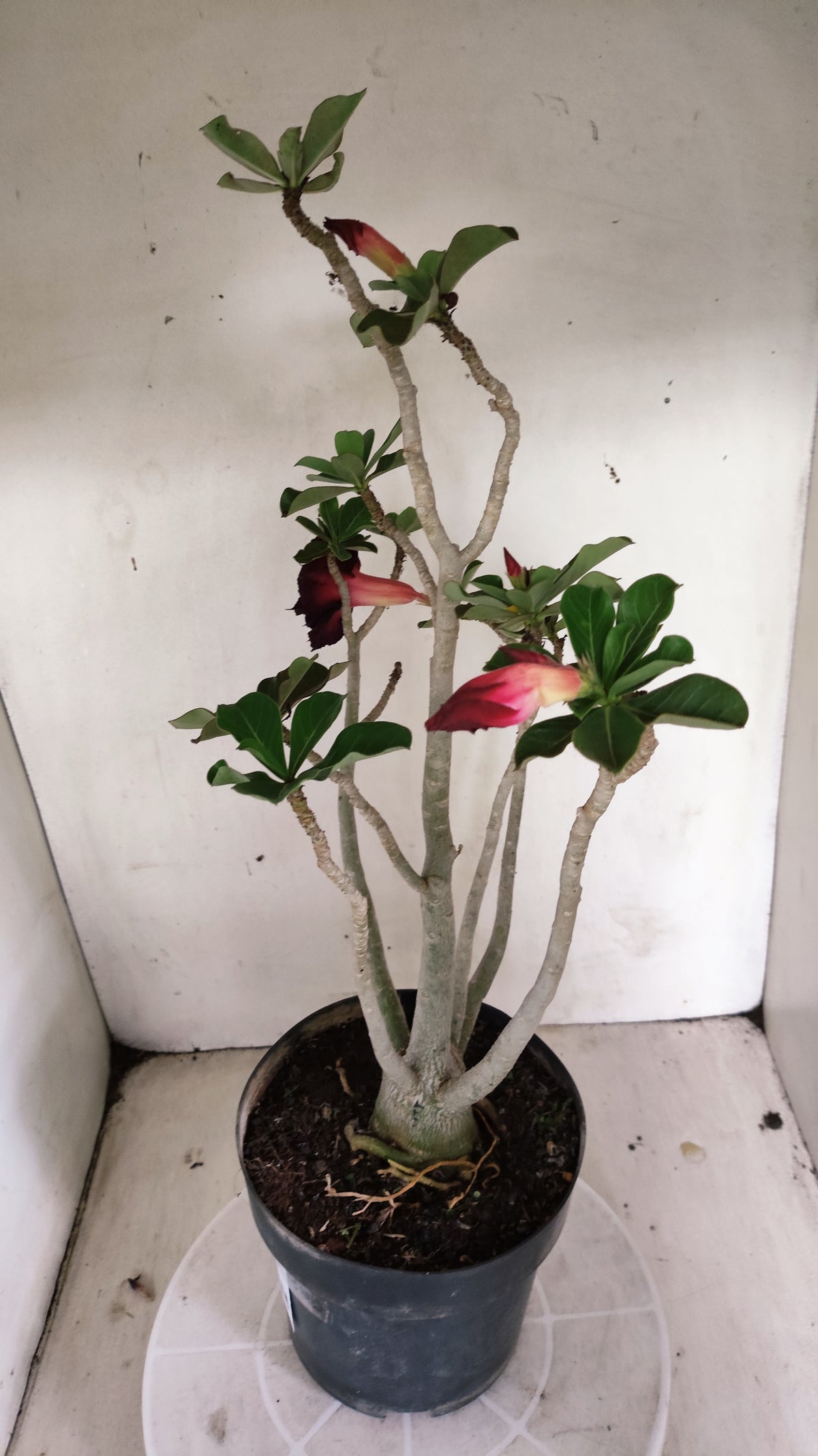 Matriz Planta Dobrada 293 –  45cm – 03 anos - Vaso 17