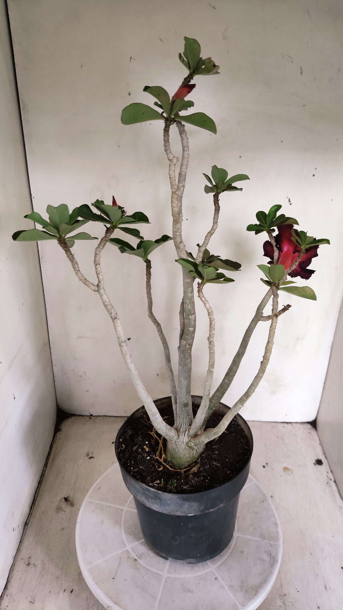 Matriz Planta Dobrada 293 –  45cm – 03 anos - Vaso 17