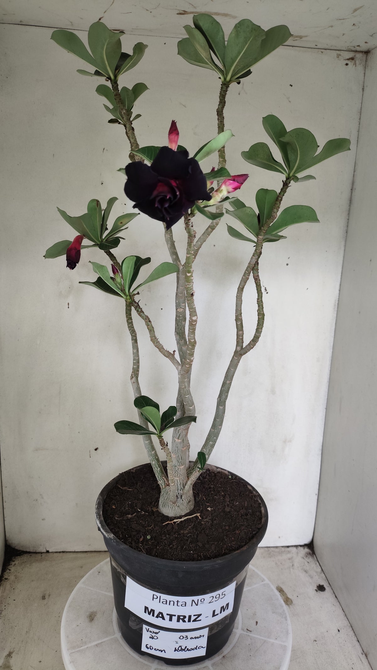 Matriz Planta Dobrada 295 –  60cm – 03 anos - Vaso 20