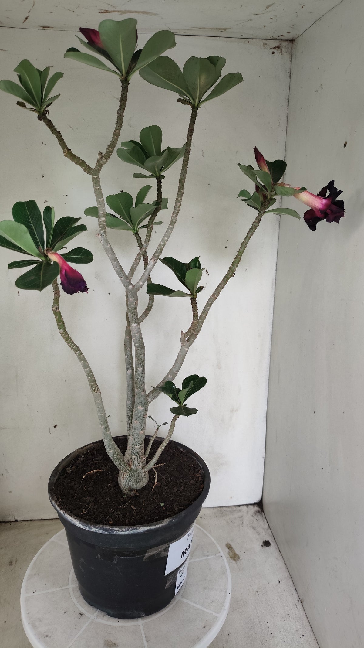 Matriz Planta Dobrada 295 –  60cm – 03 anos - Vaso 20