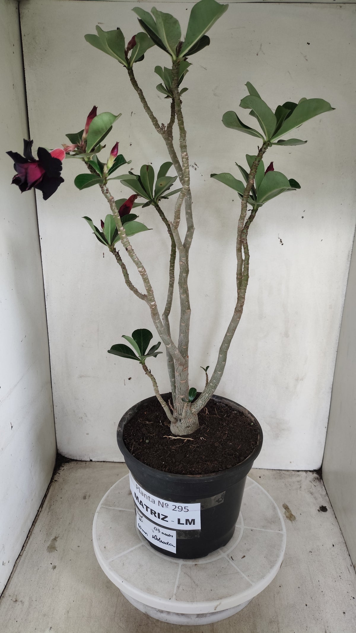 Matriz Planta Dobrada 295 –  60cm – 03 anos - Vaso 20