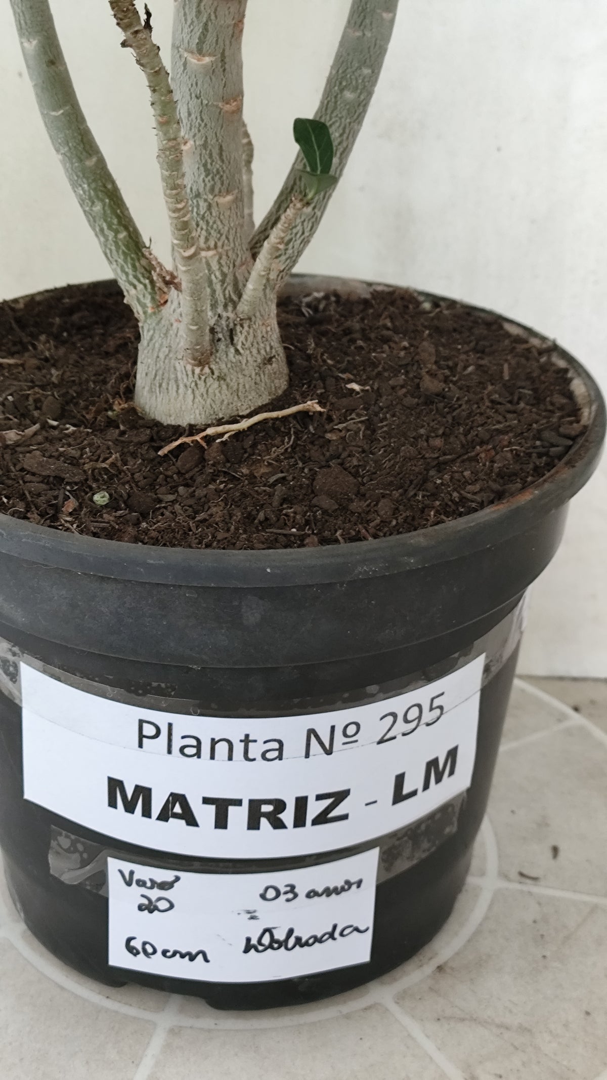 Matriz Planta Dobrada 295 –  60cm – 03 anos - Vaso 20