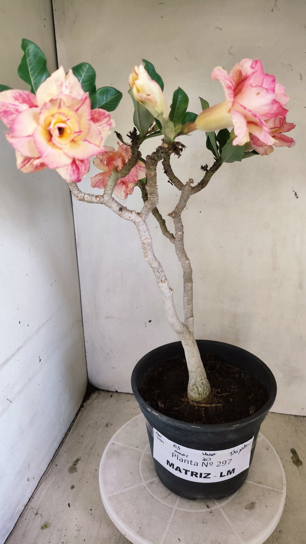Matriz Planta Dobrada 297 –  40cm – 03 anos - Vaso 20