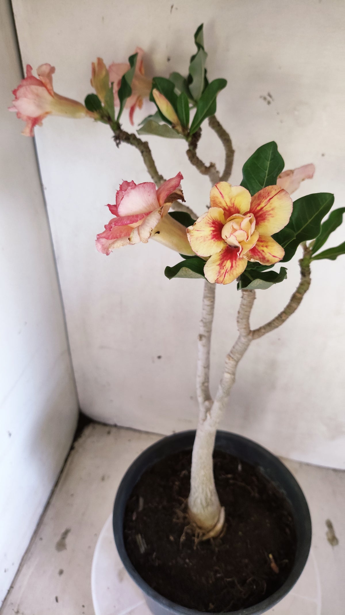 Matriz Planta Dobrada 297 –  40cm – 03 anos - Vaso 20