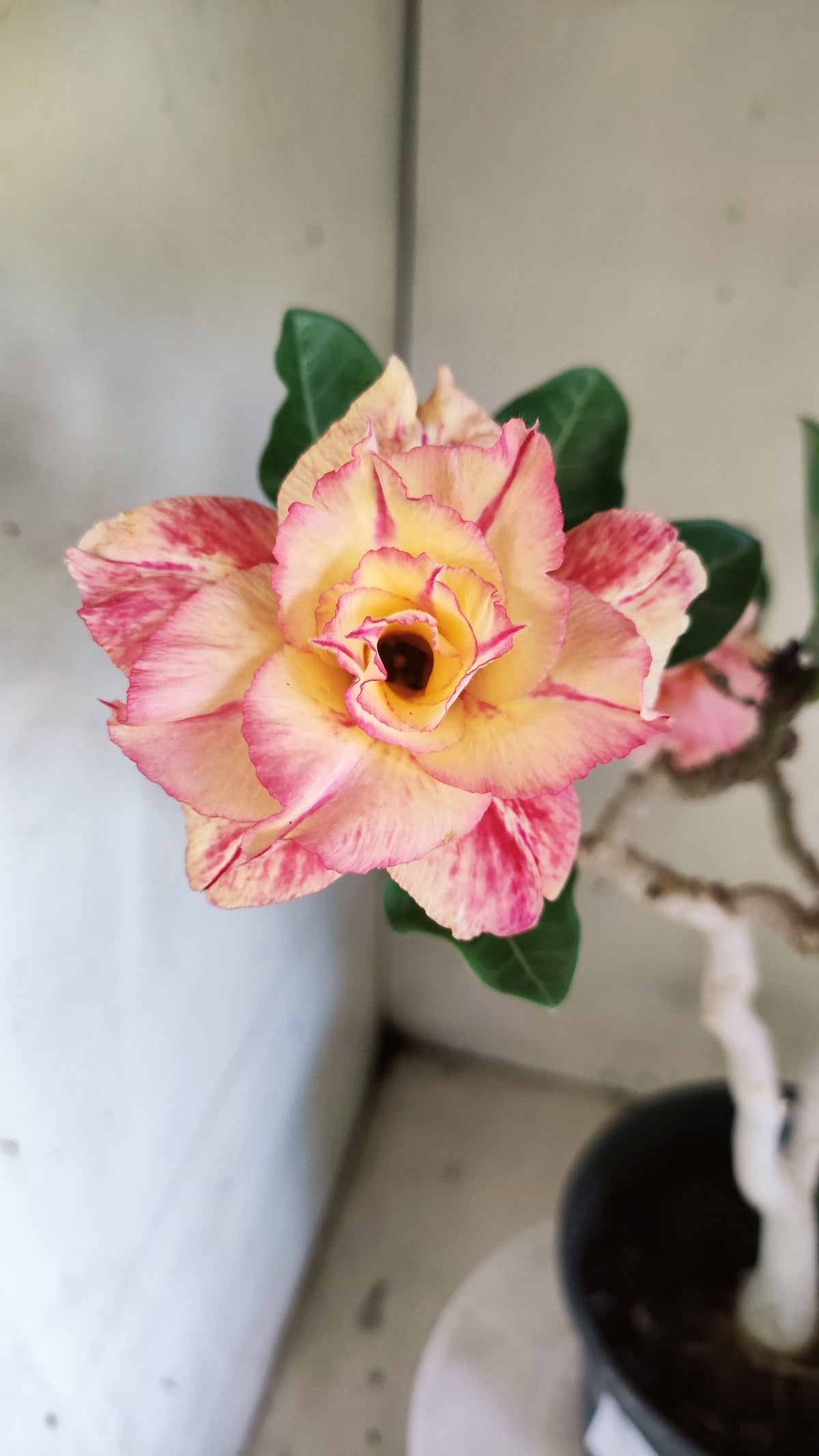 Matriz Planta Dobrada 297 –  40cm – 03 anos - Vaso 20