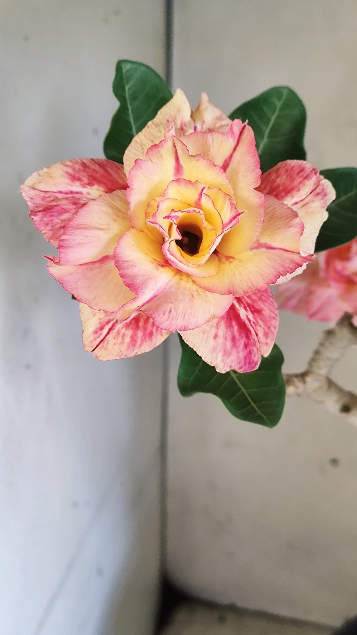 Matriz Planta Dobrada 297 –  40cm – 03 anos - Vaso 20