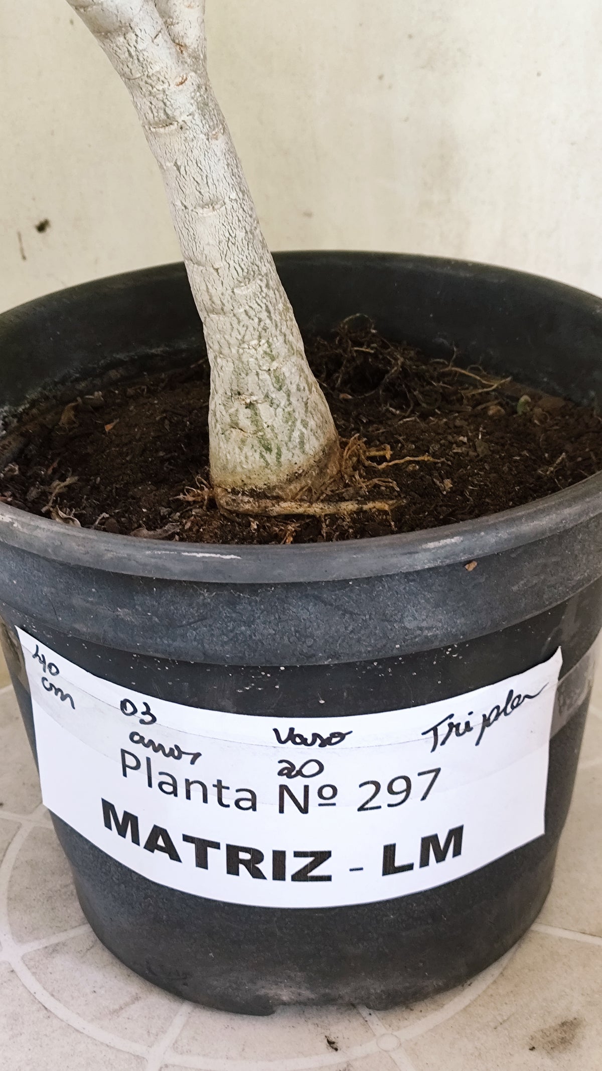 Matriz Planta Dobrada 297 –  40cm – 03 anos - Vaso 20