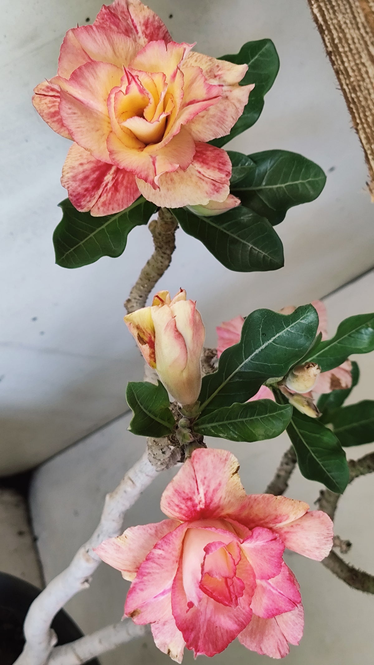 Matriz Planta Dobrada 297 –  40cm – 03 anos - Vaso 20