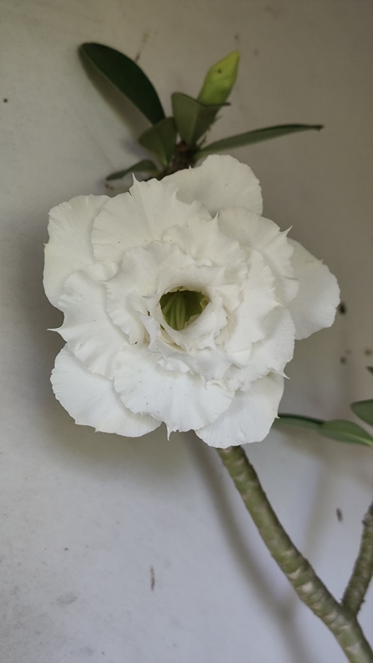 Matriz Planta Dobrada 298 –  50cm – 04 anos - Vaso 20