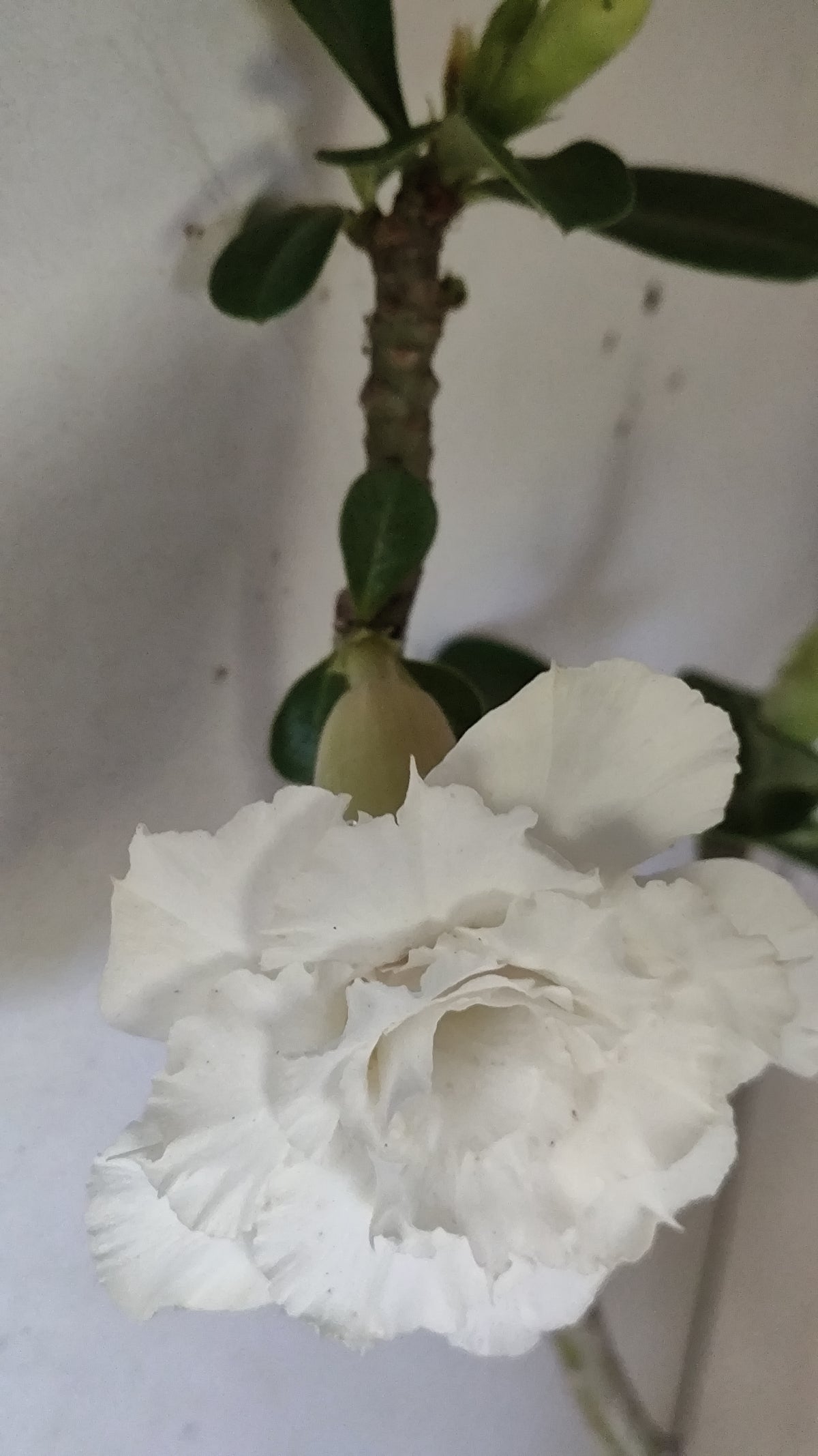 Matriz Planta Dobrada 298 –  50cm – 04 anos - Vaso 20