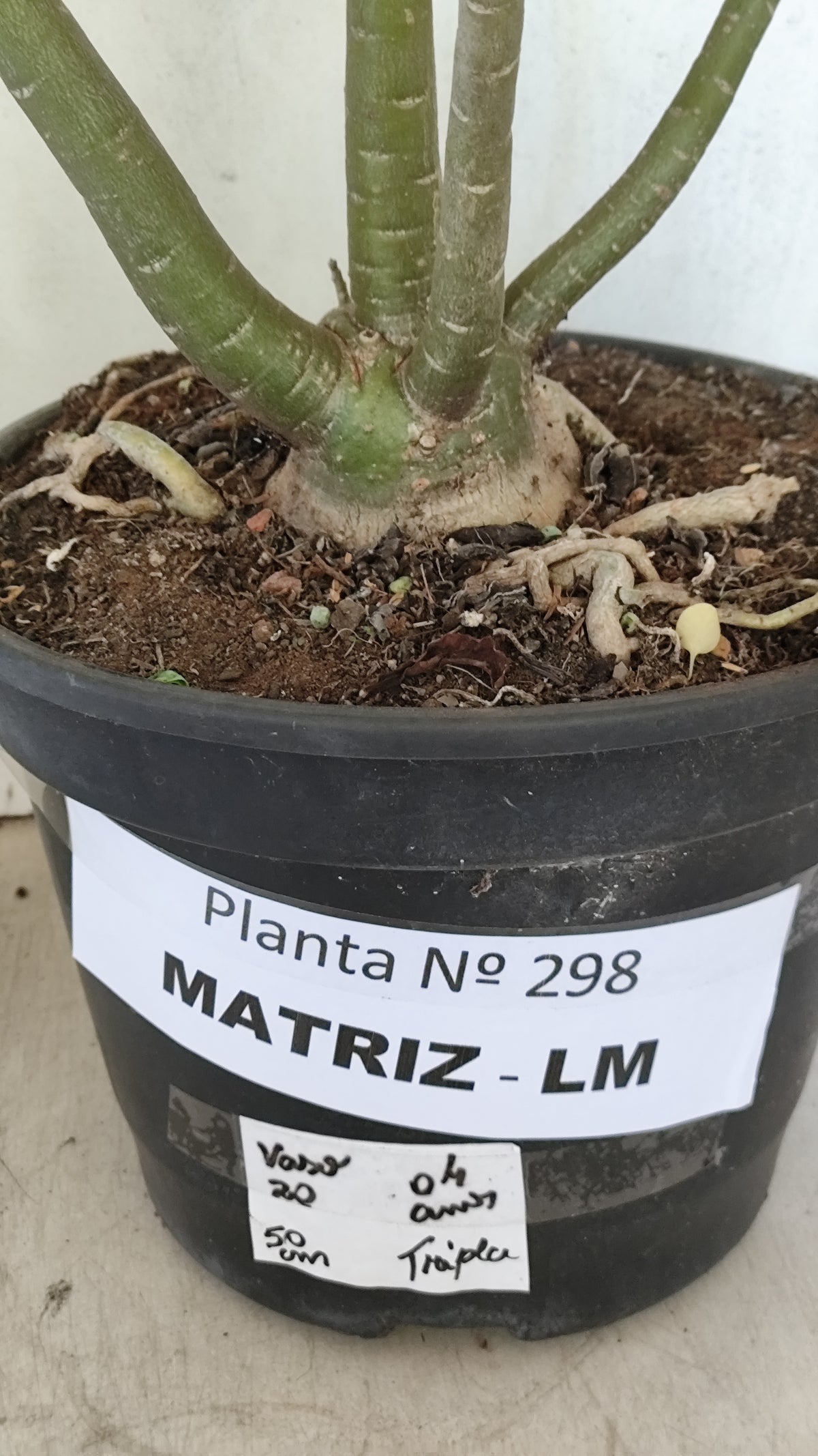 Matriz Planta Dobrada 298 –  50cm – 04 anos - Vaso 20