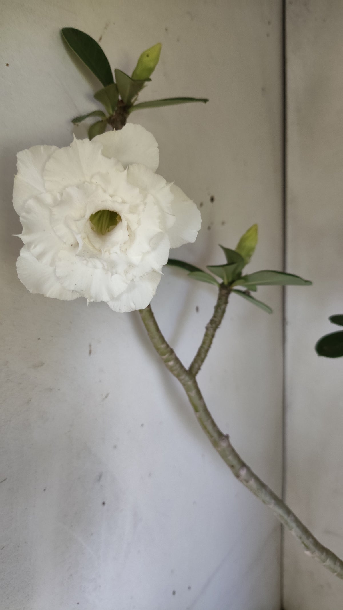 Matriz Planta Dobrada 298 –  50cm – 04 anos - Vaso 20