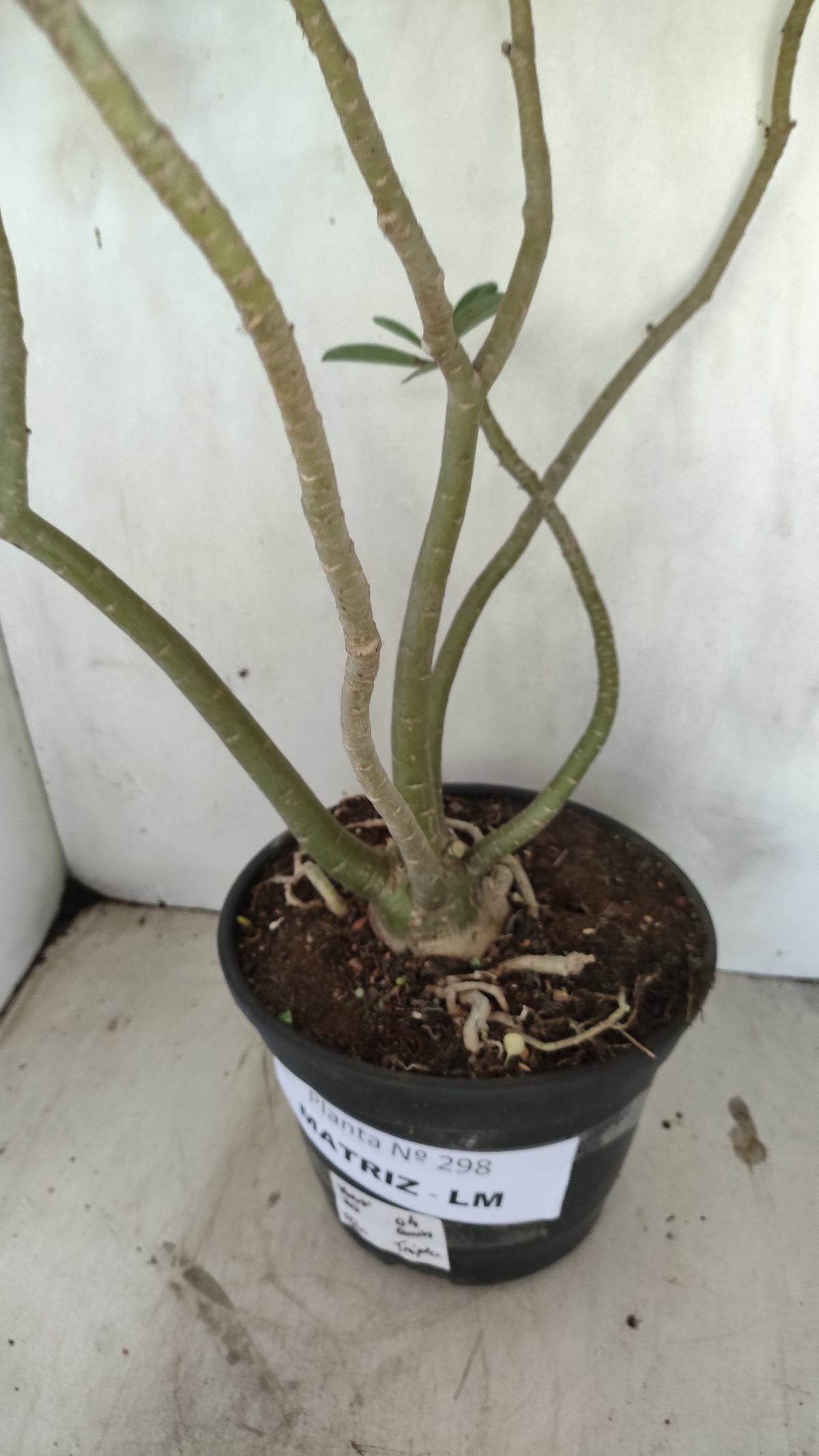 Matriz Planta Dobrada 298 –  50cm – 04 anos - Vaso 20