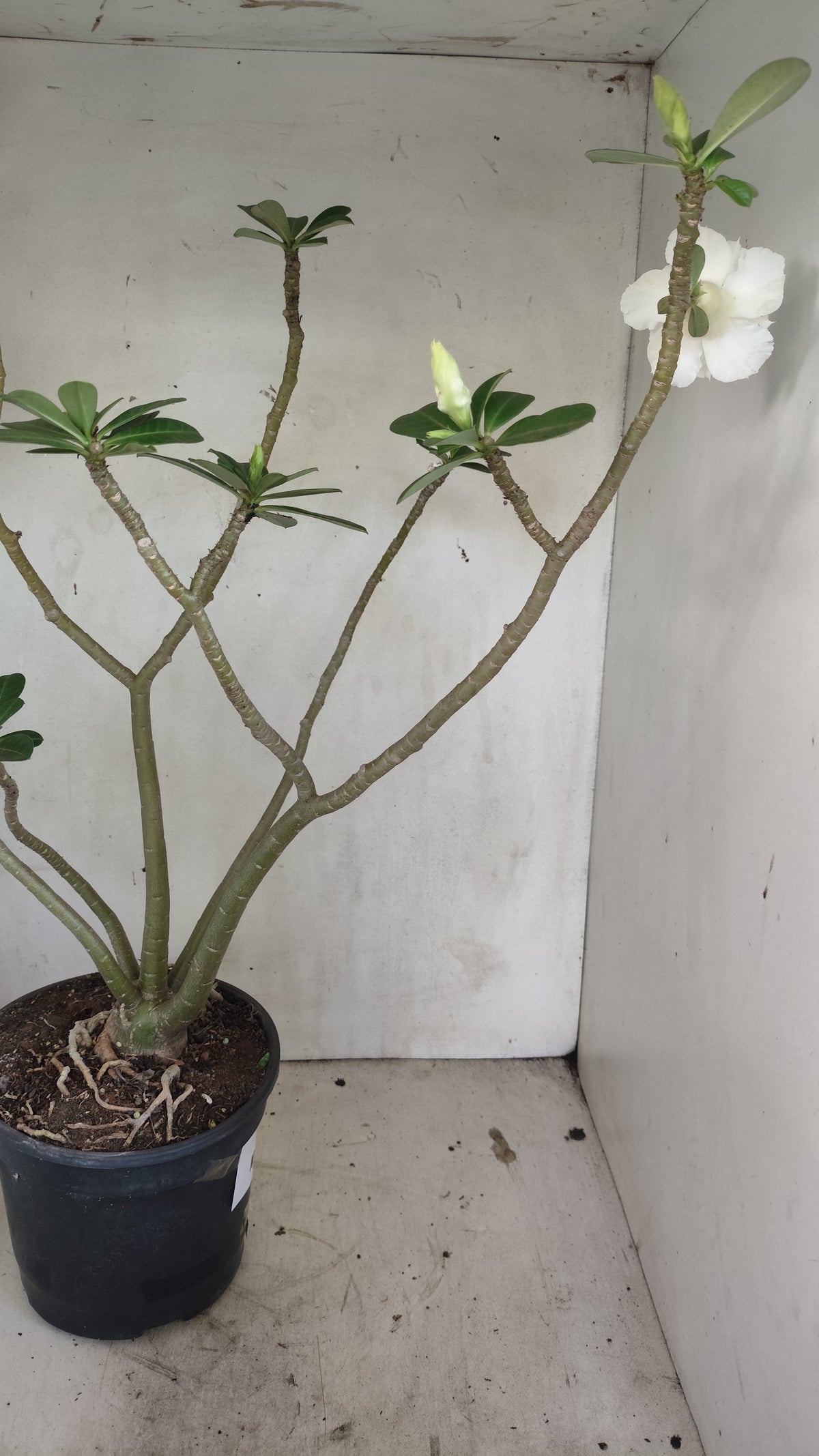 Matriz Planta Dobrada 298 –  50cm – 04 anos - Vaso 20