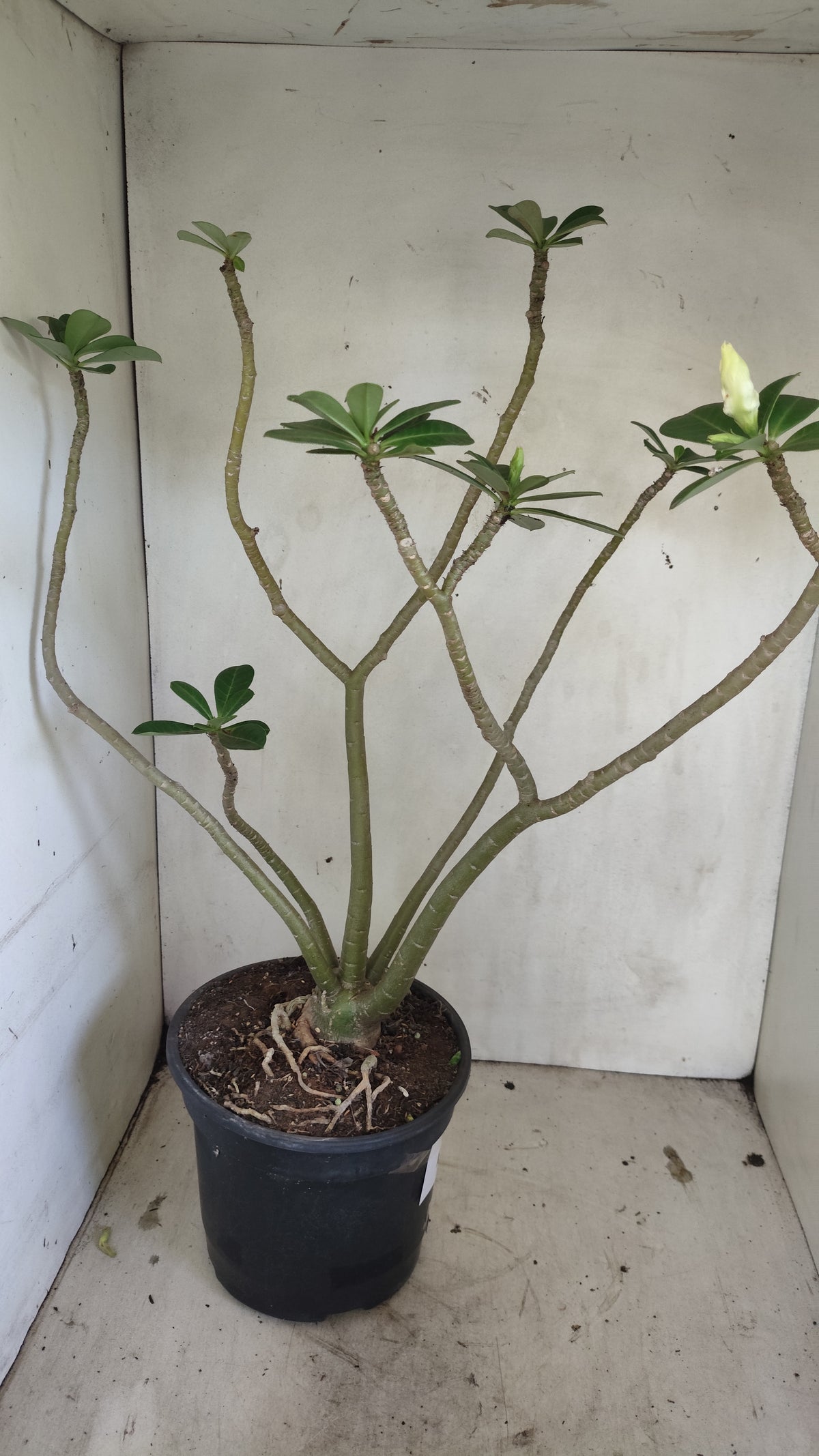 Matriz Planta Dobrada 298 –  50cm – 04 anos - Vaso 20