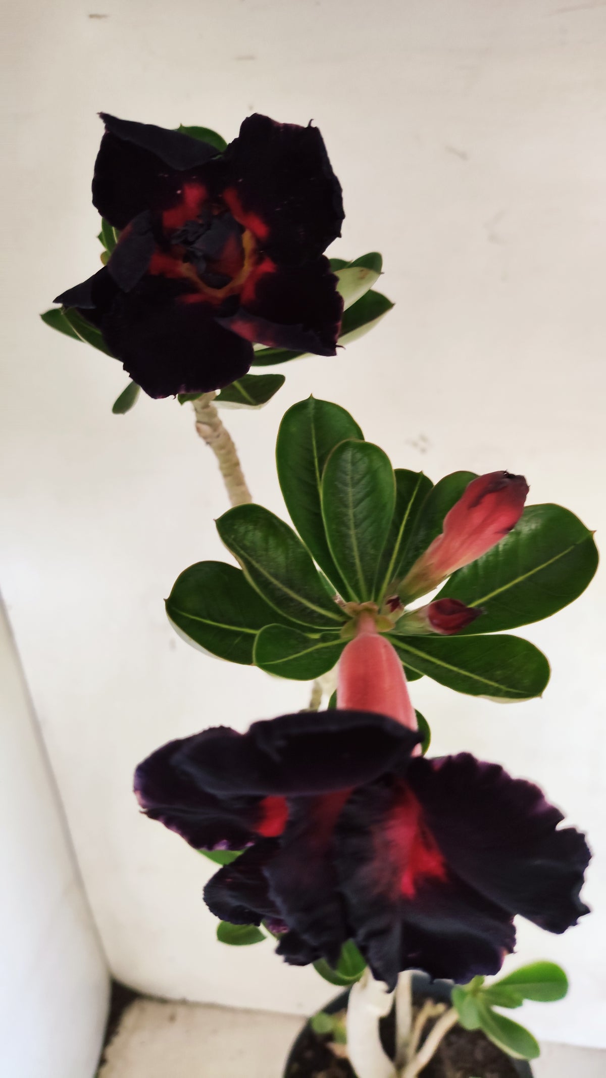 Matriz Planta Dobrada 299 –  55cm – 03 anos - Vaso 17