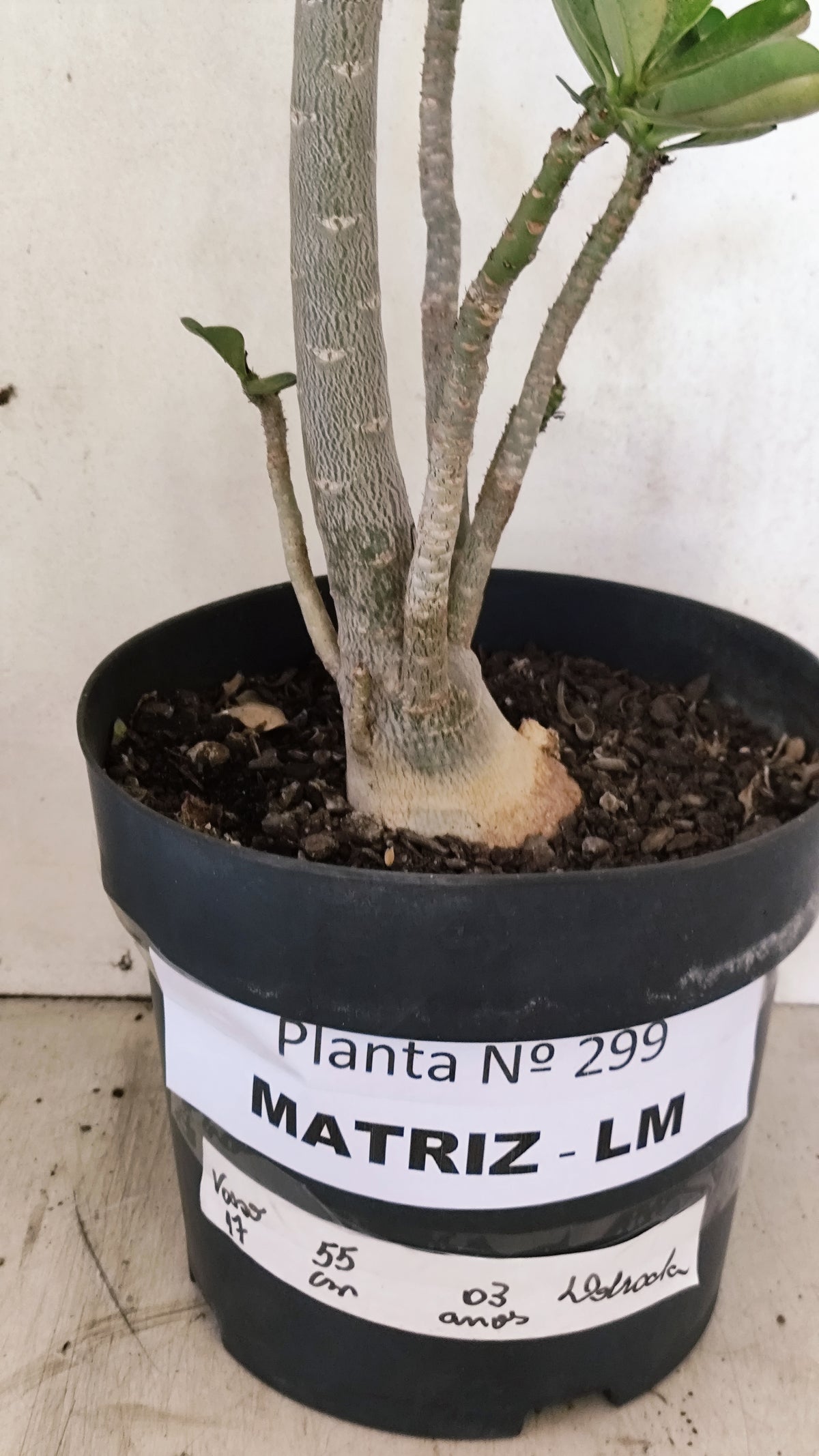 Matriz Planta Dobrada 299 –  55cm – 03 anos - Vaso 17