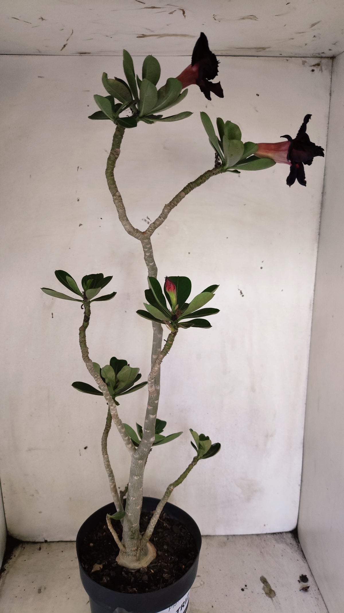 Matriz Planta Dobrada 299 –  55cm – 03 anos - Vaso 17