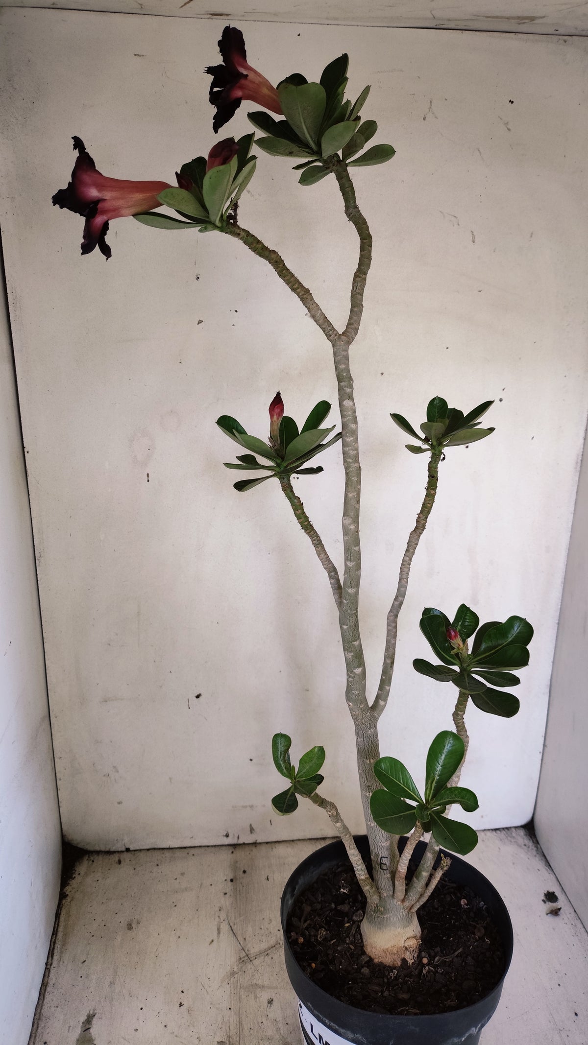 Matriz Planta Dobrada 299 –  55cm – 03 anos - Vaso 17