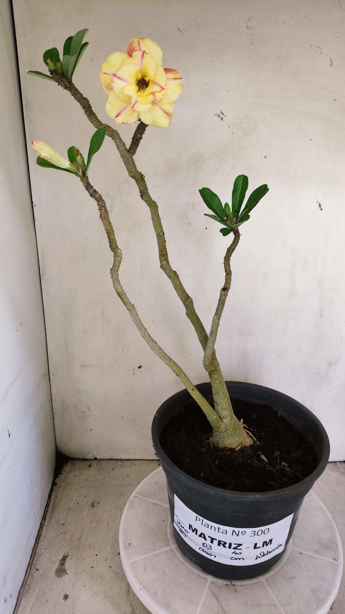 Matriz Planta Dobrada 300 –  40cm – 03 anos - Vaso 20