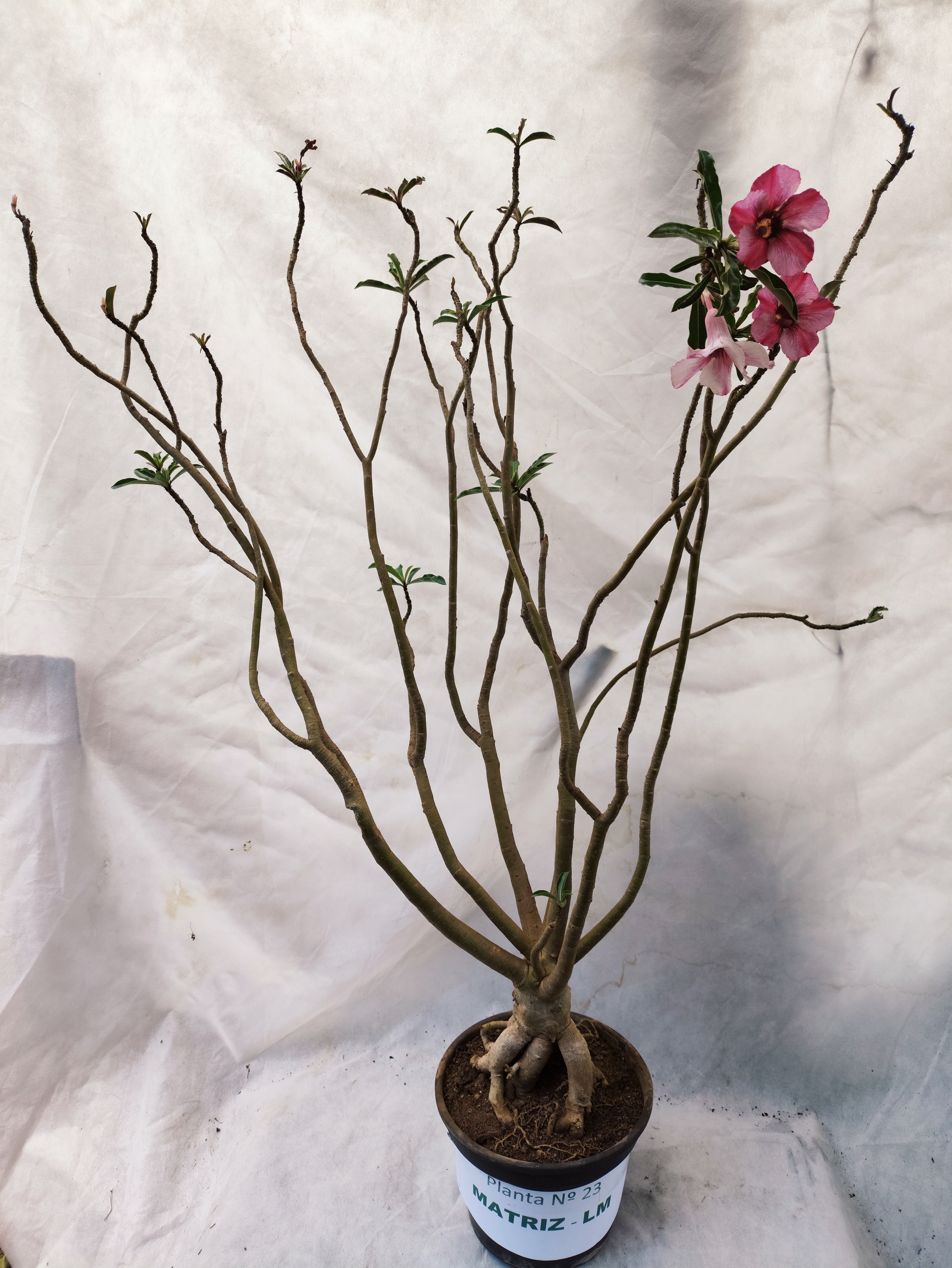 Planta MATRIZ Simples Nº 23 – 90cm – 06 anos