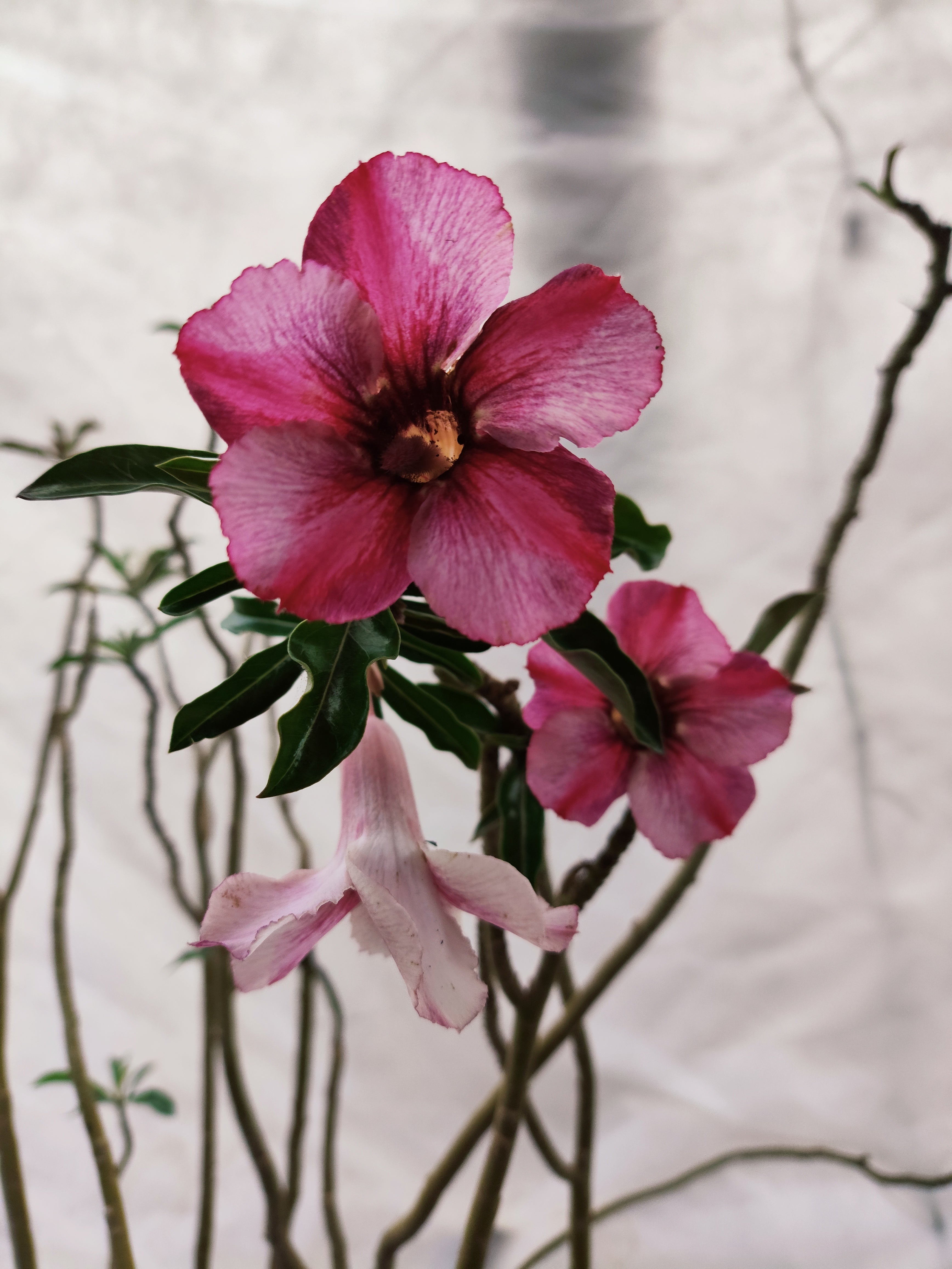 Planta MATRIZ Simples Nº 23 – 90cm – 06 anos