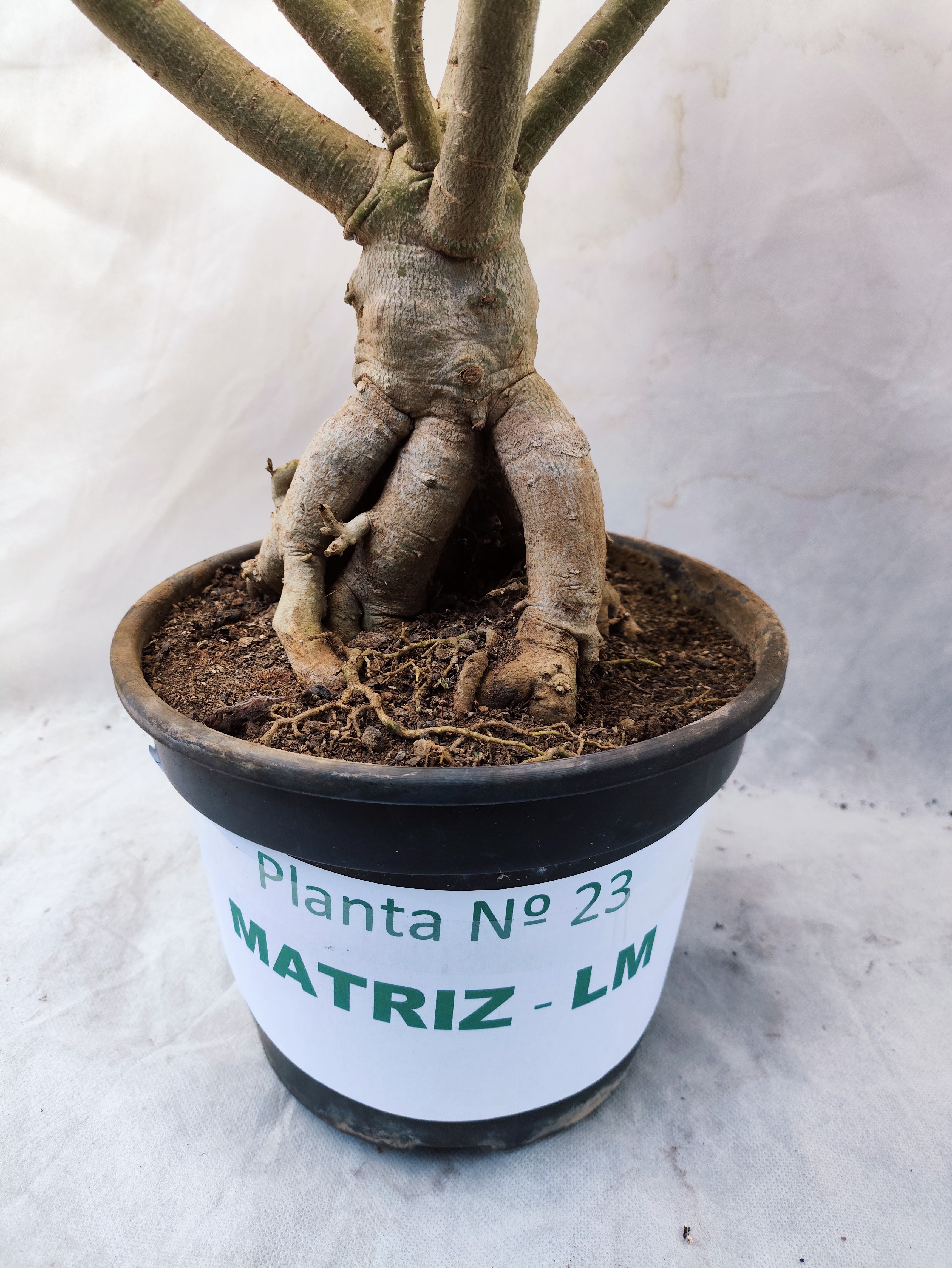 Planta MATRIZ Simples Nº 23 – 90cm – 06 anos