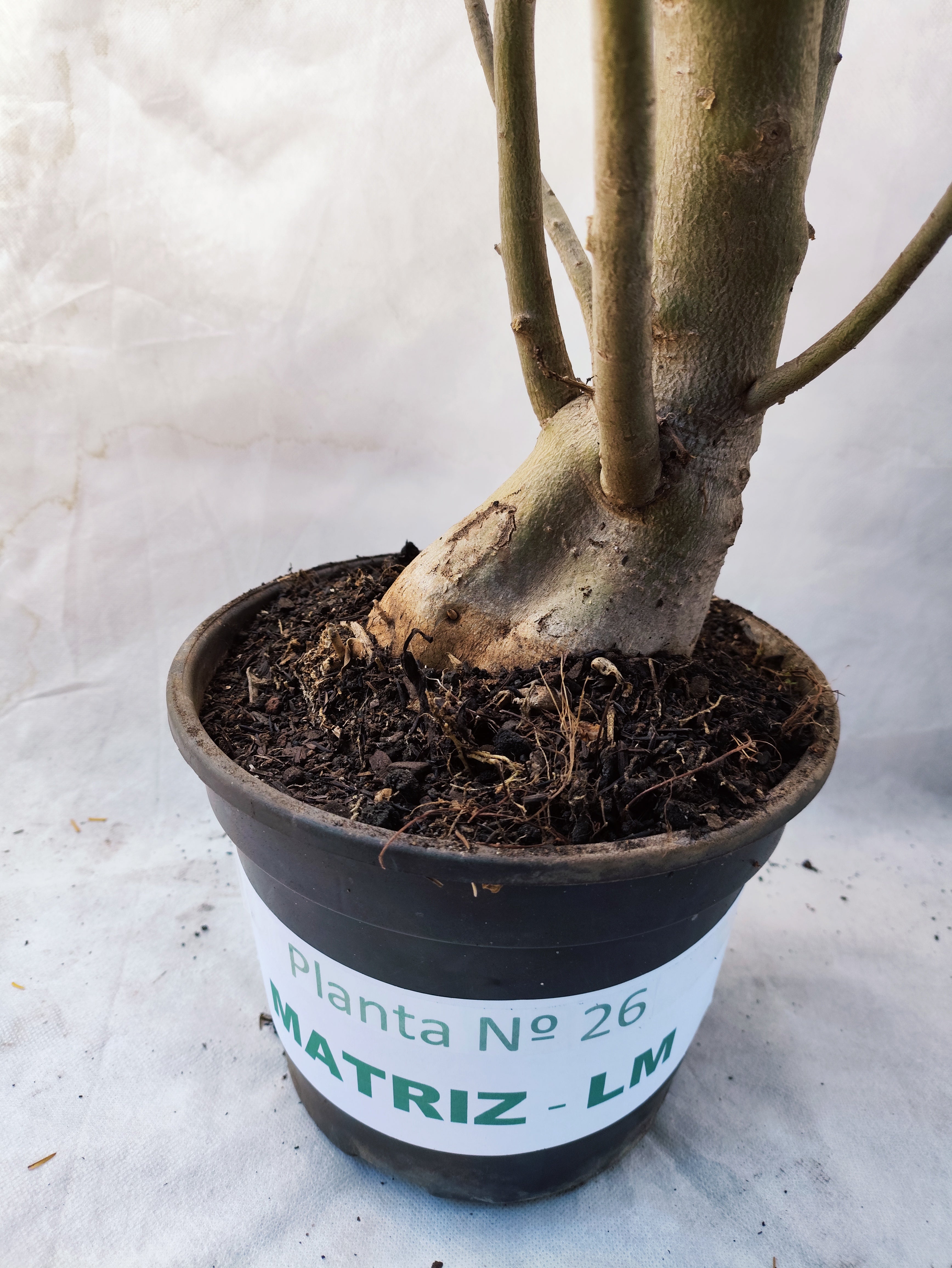 Planta MATRIZ Simples Nº 26 – 1,10m – 06 anos