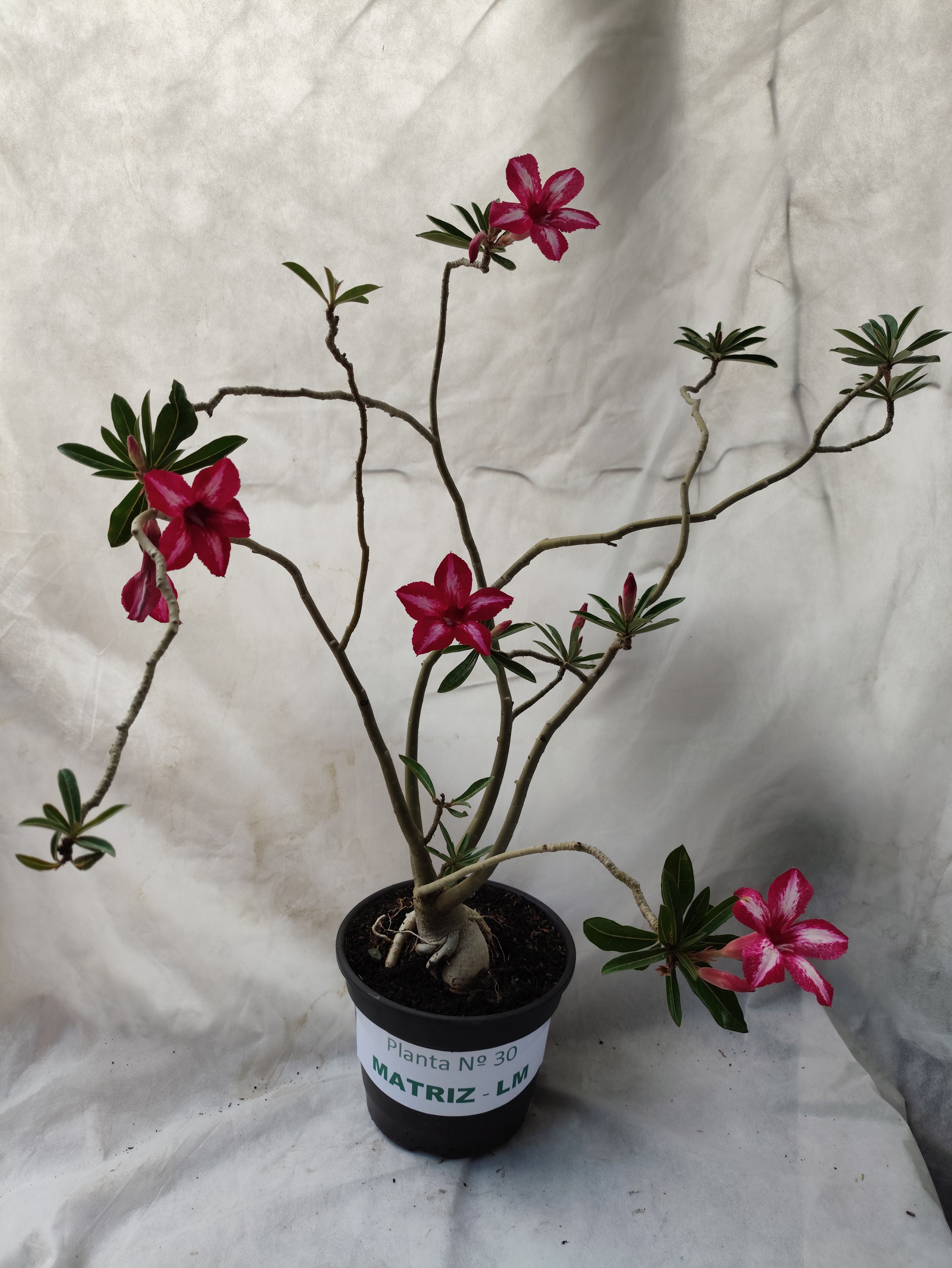 Planta MATRIZ Simples Nº 30 – 60cm – 05 anos