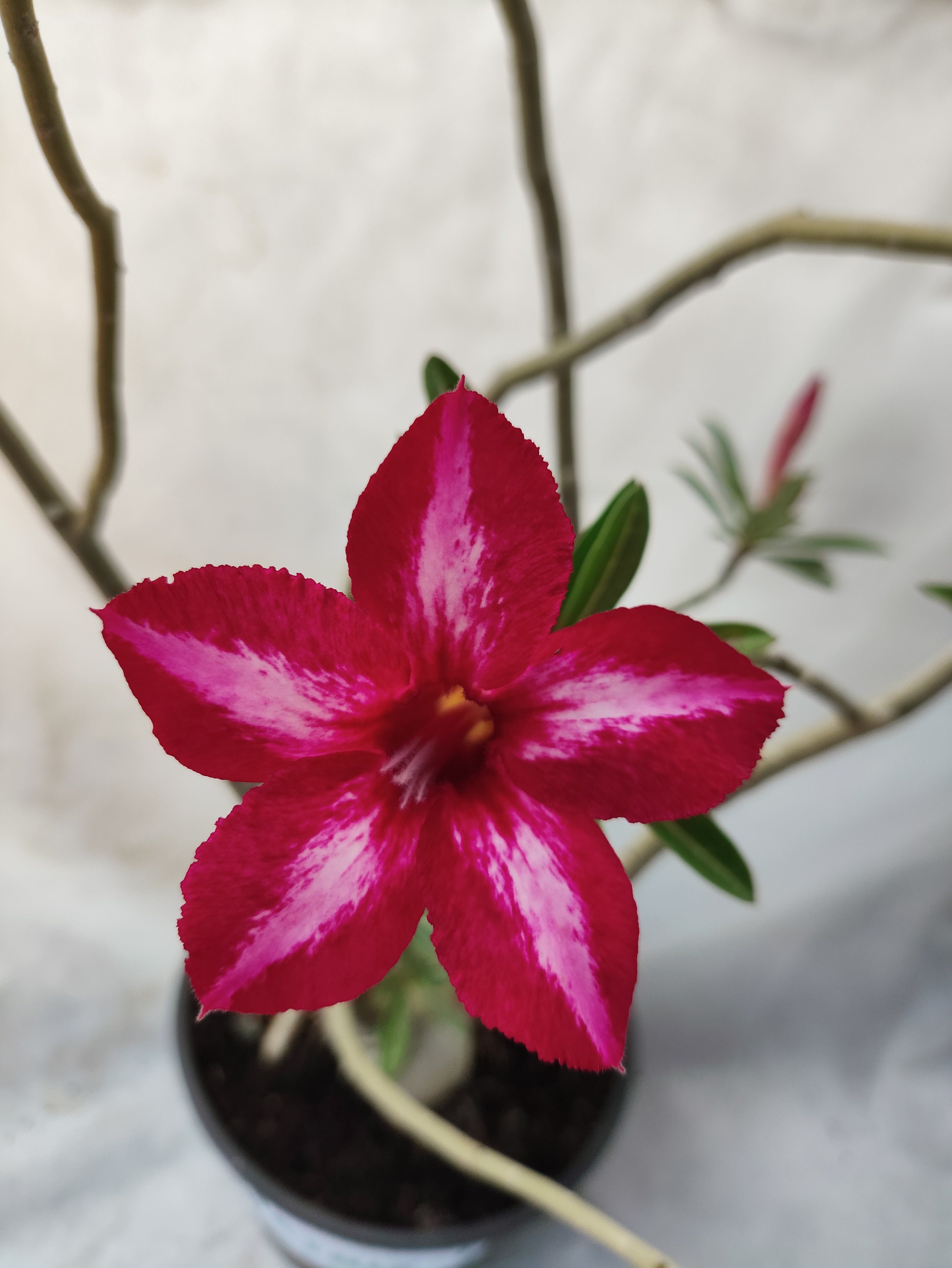 Planta MATRIZ Simples Nº 30 – 60cm – 05 anos