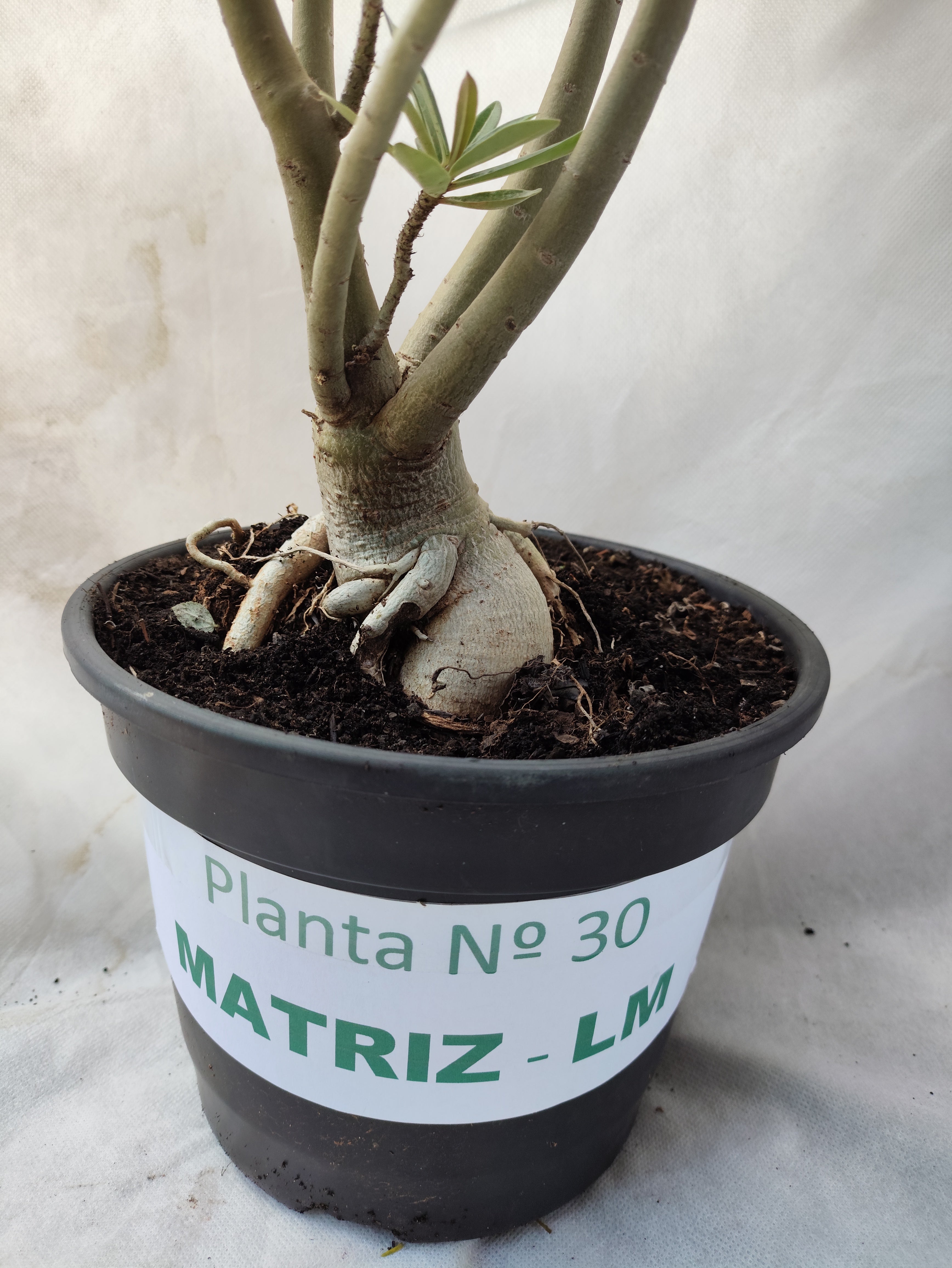 Planta MATRIZ Simples Nº 30 – 60cm – 05 anos