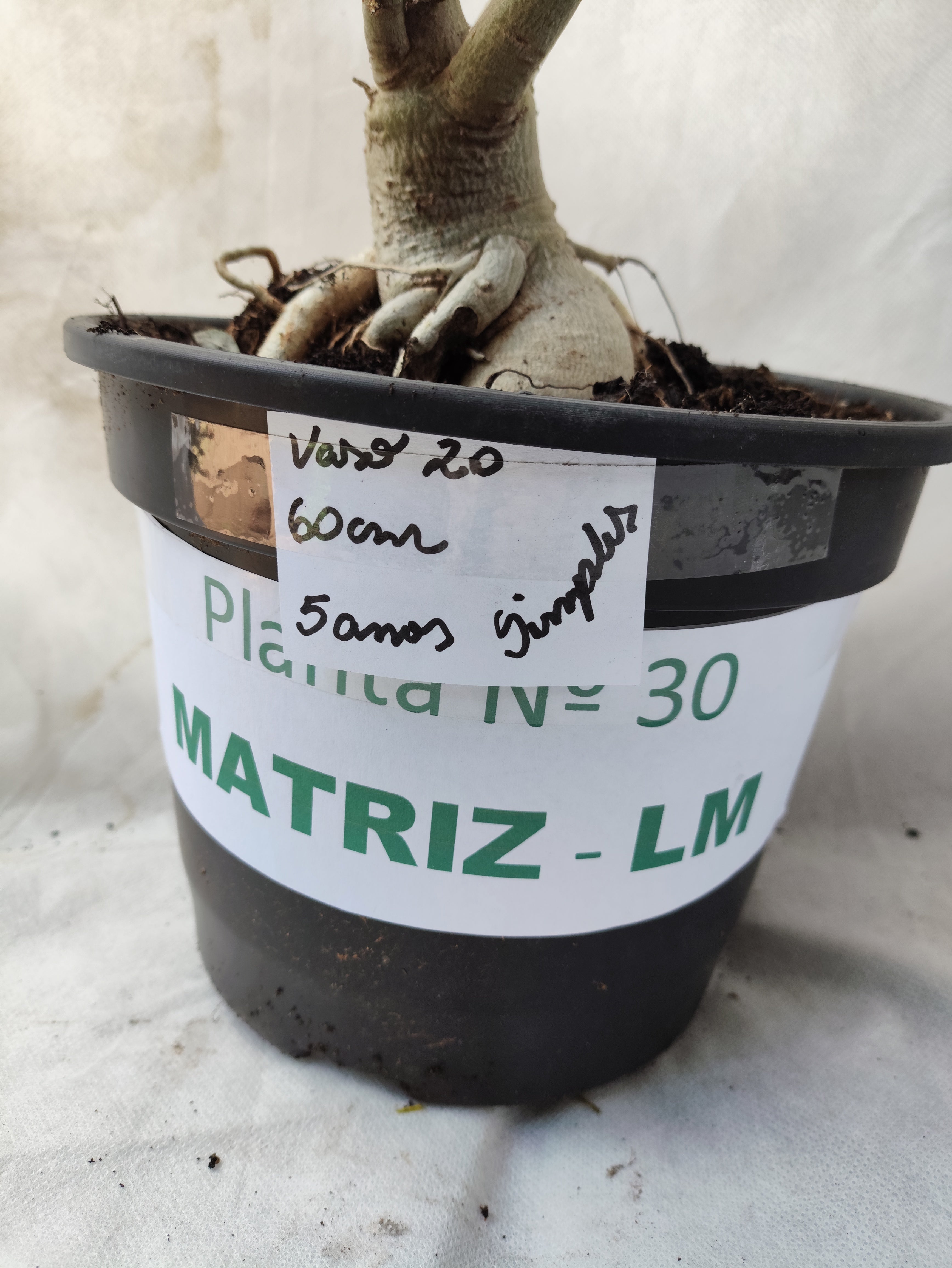 Planta MATRIZ Simples Nº 30 – 60cm – 05 anos