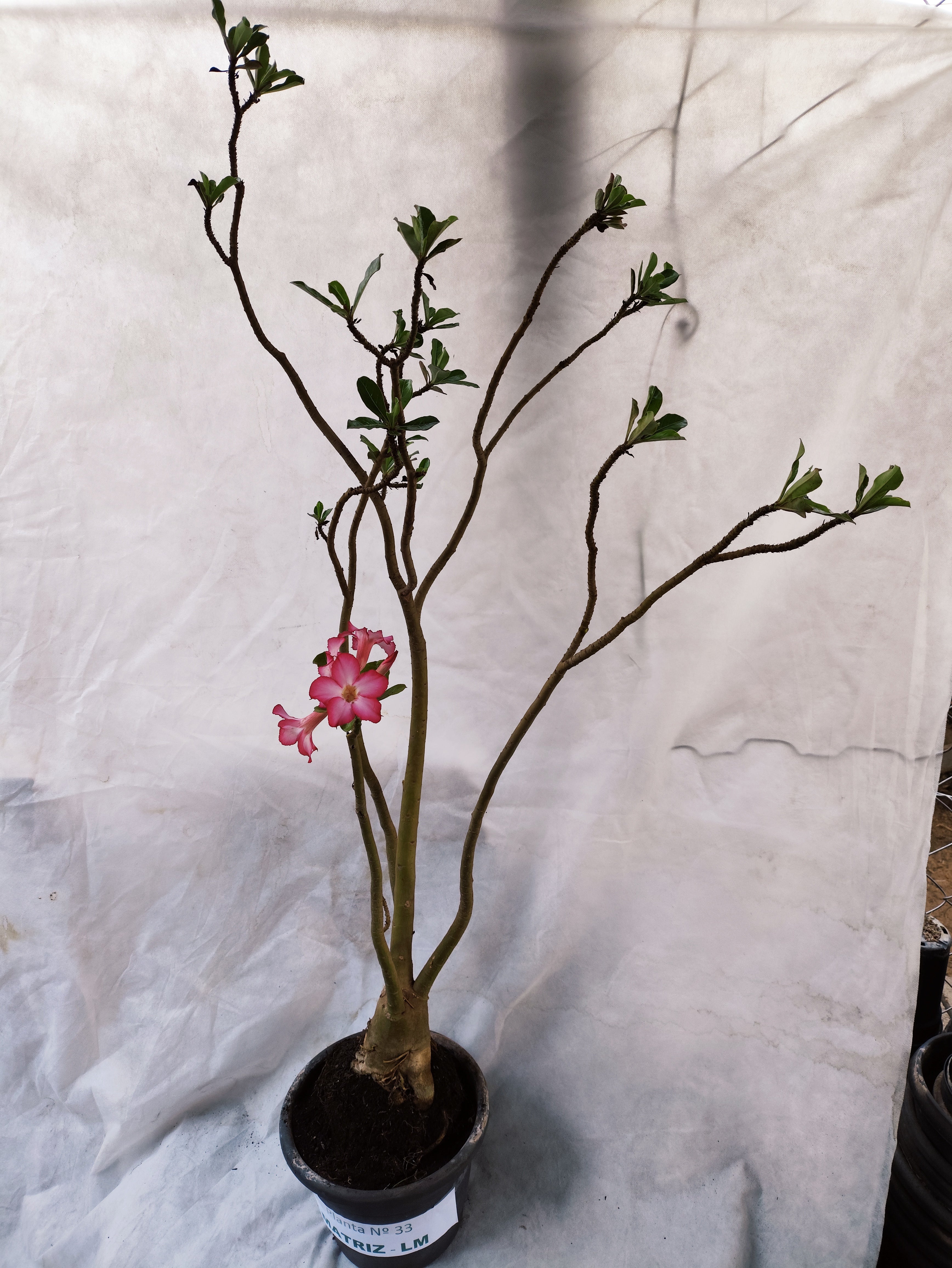 Planta MATRIZ Simples Nº 33 – 1,10cm – 07 anos