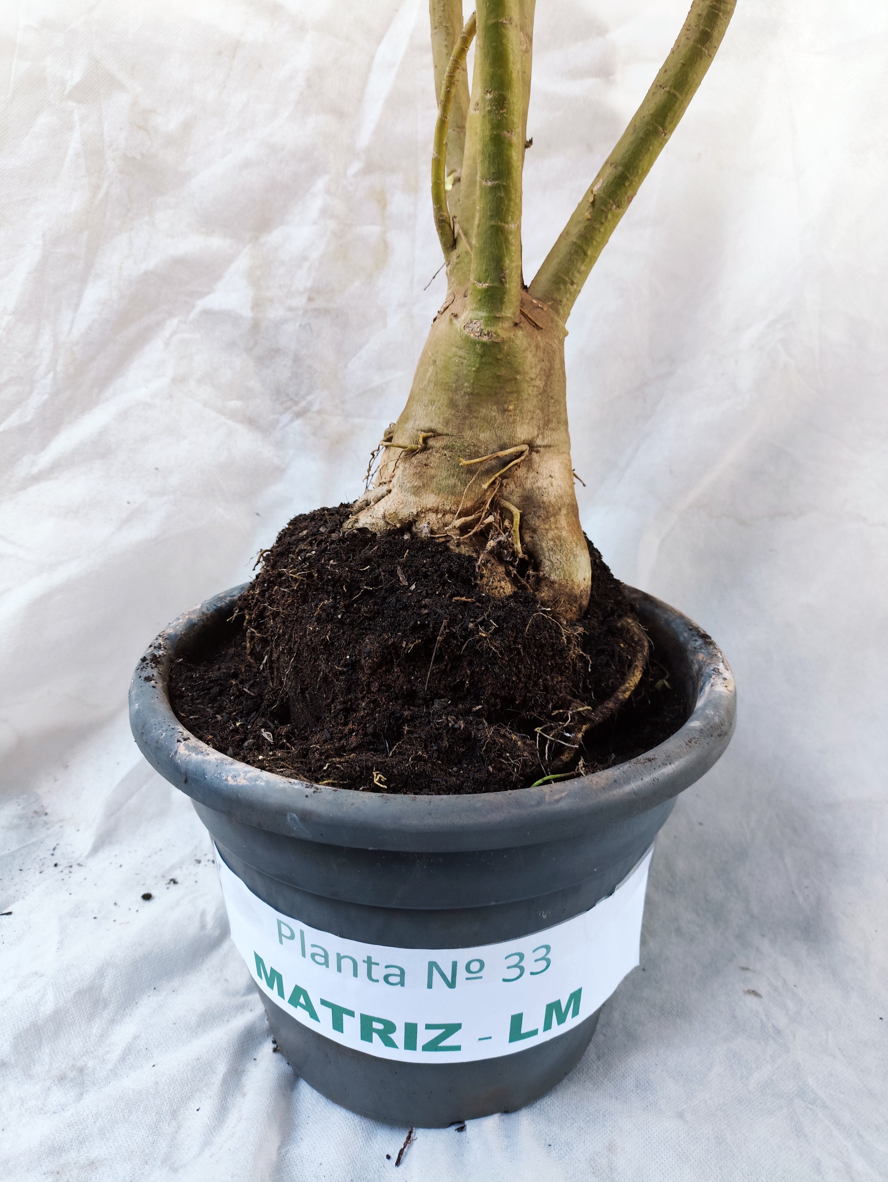 Planta MATRIZ Simples Nº 33 – 1,10cm – 07 anos