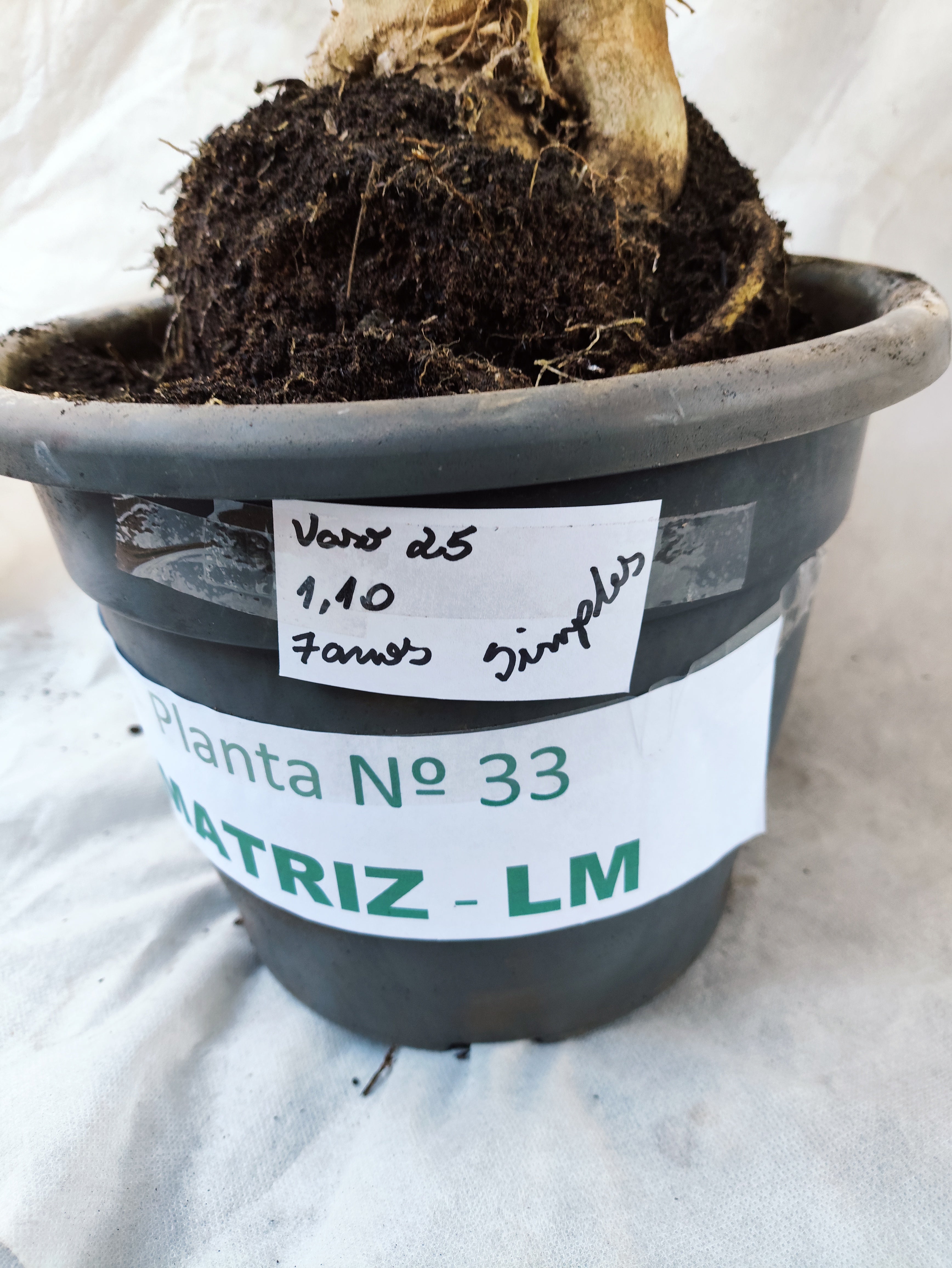 Planta MATRIZ Simples Nº 33 – 1,10cm – 07 anos