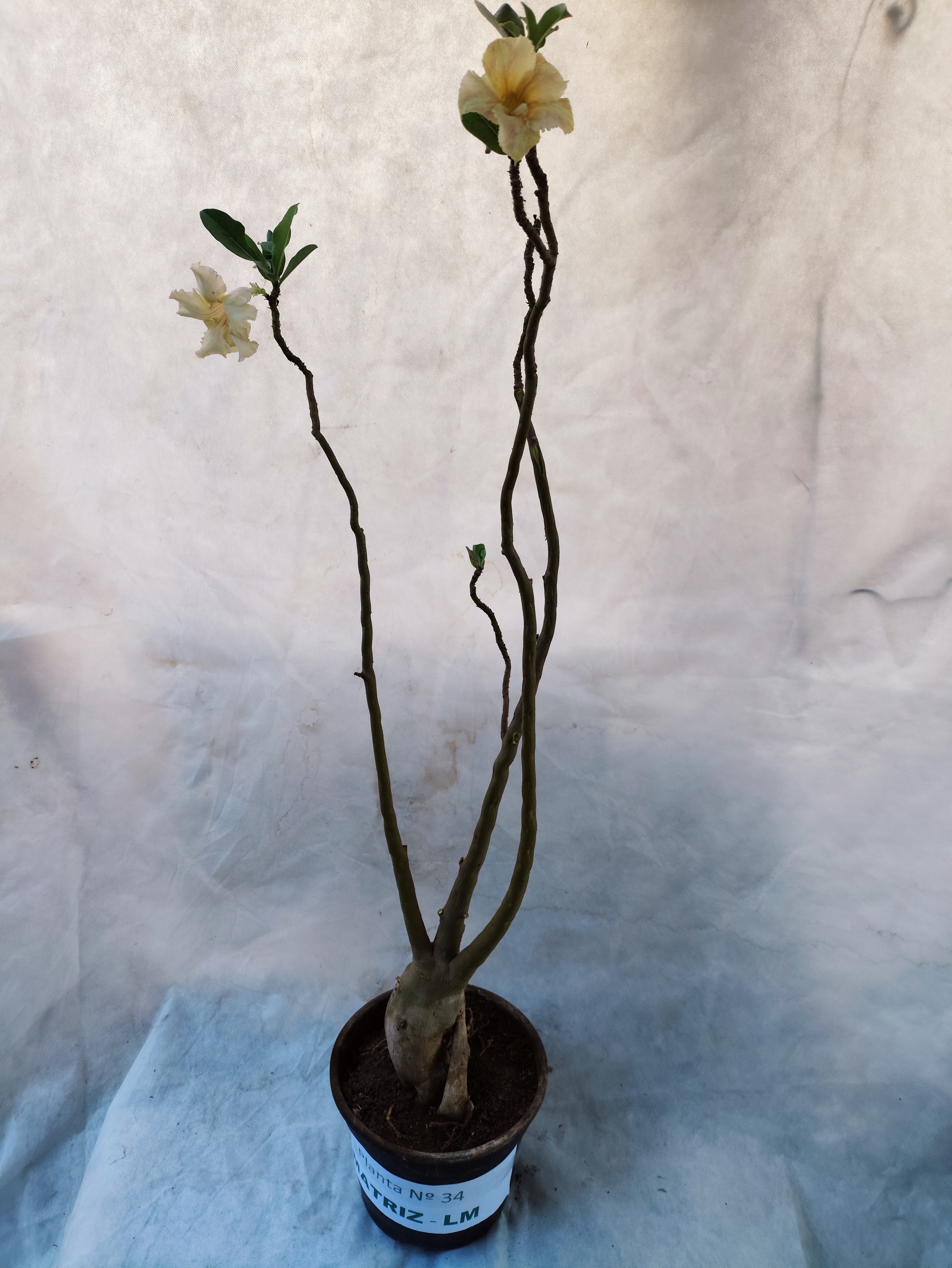 Planta MATRIZ Simples Nº 34 – 80cm – 05 anos