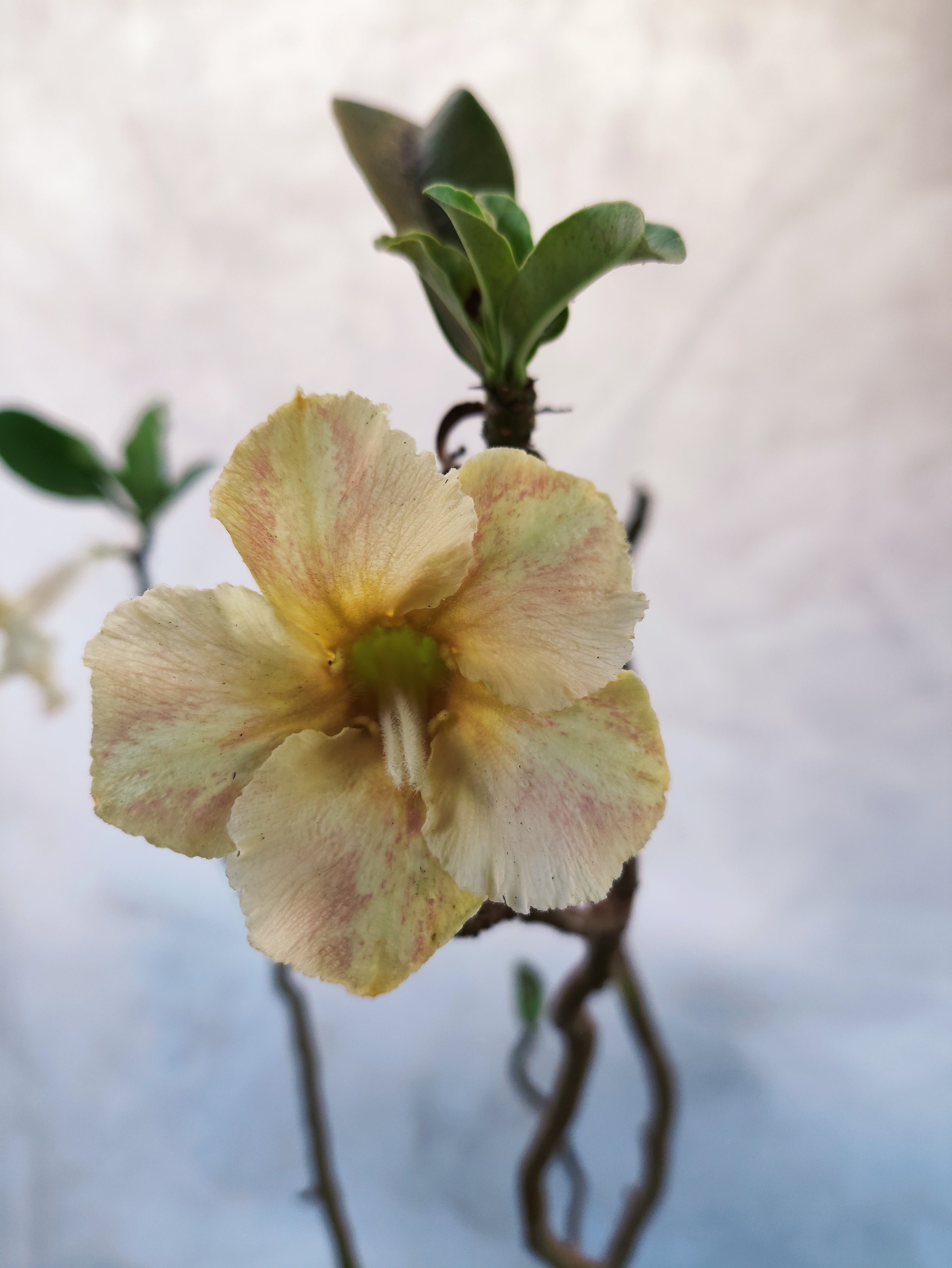 Planta MATRIZ Simples Nº 34 – 80cm – 05 anos