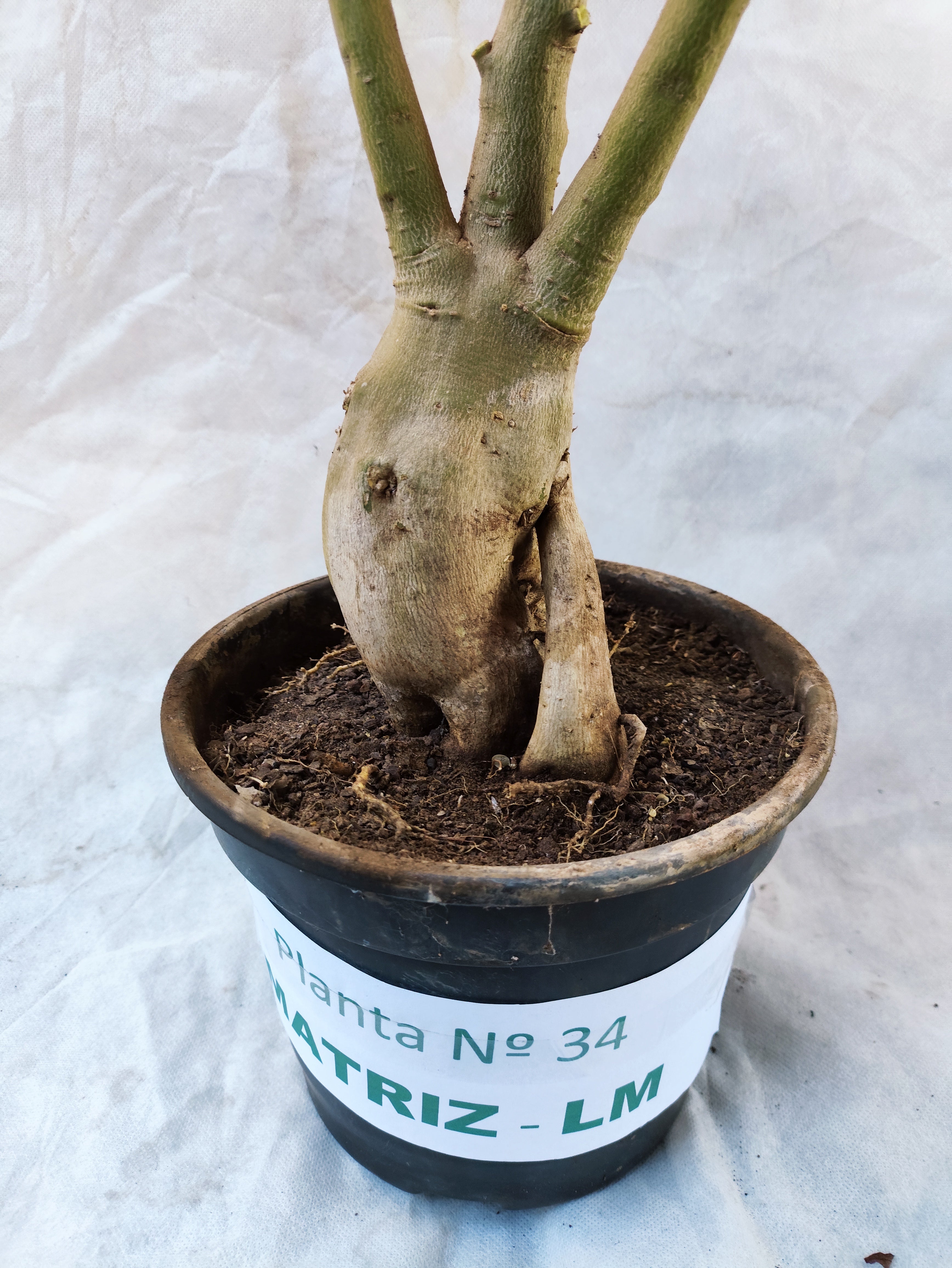 Planta MATRIZ Simples Nº 34 – 80cm – 05 anos