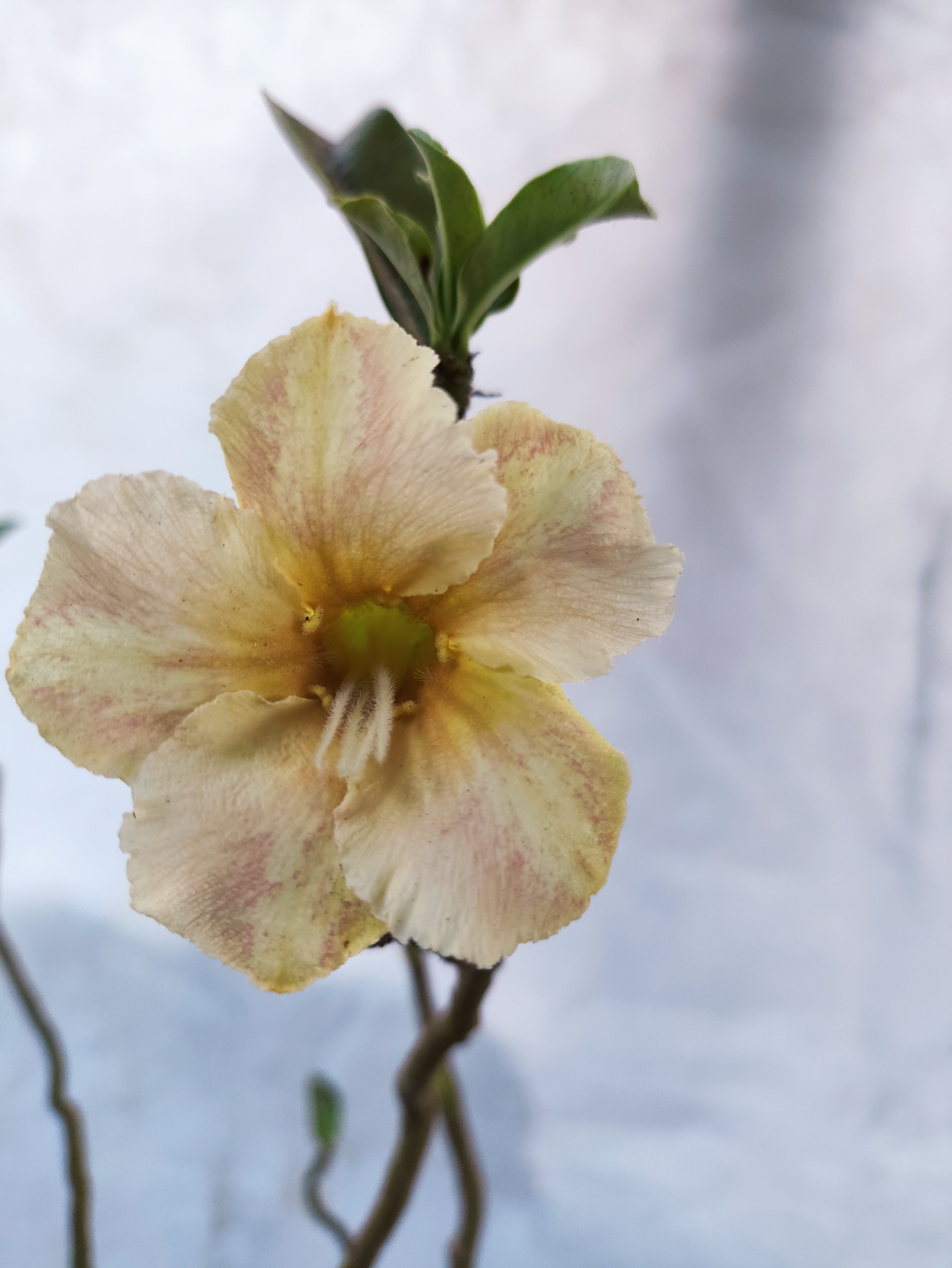 Planta MATRIZ Simples Nº 34 – 80cm – 05 anos