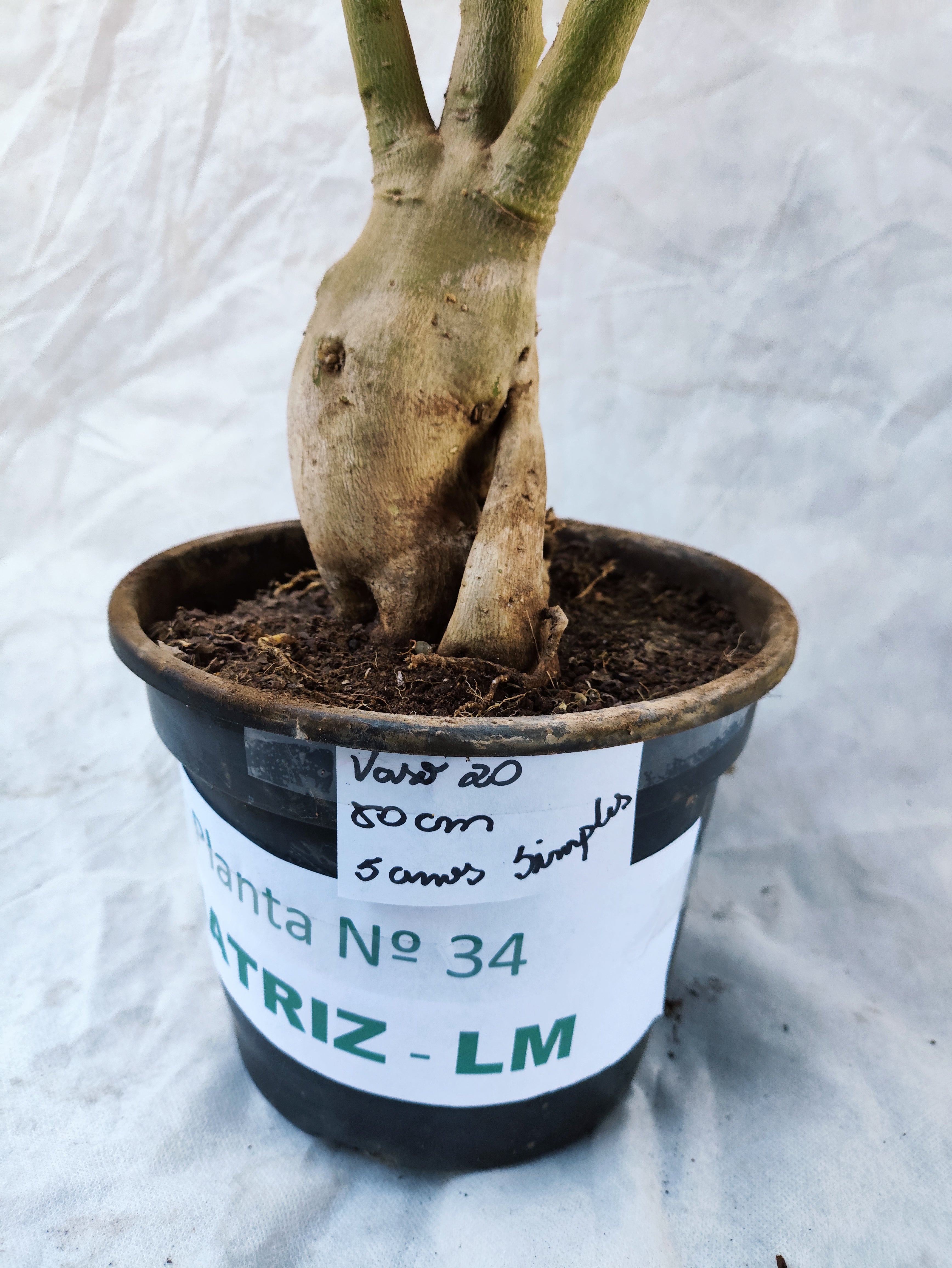 Planta MATRIZ Simples Nº 34 – 80cm – 05 anos