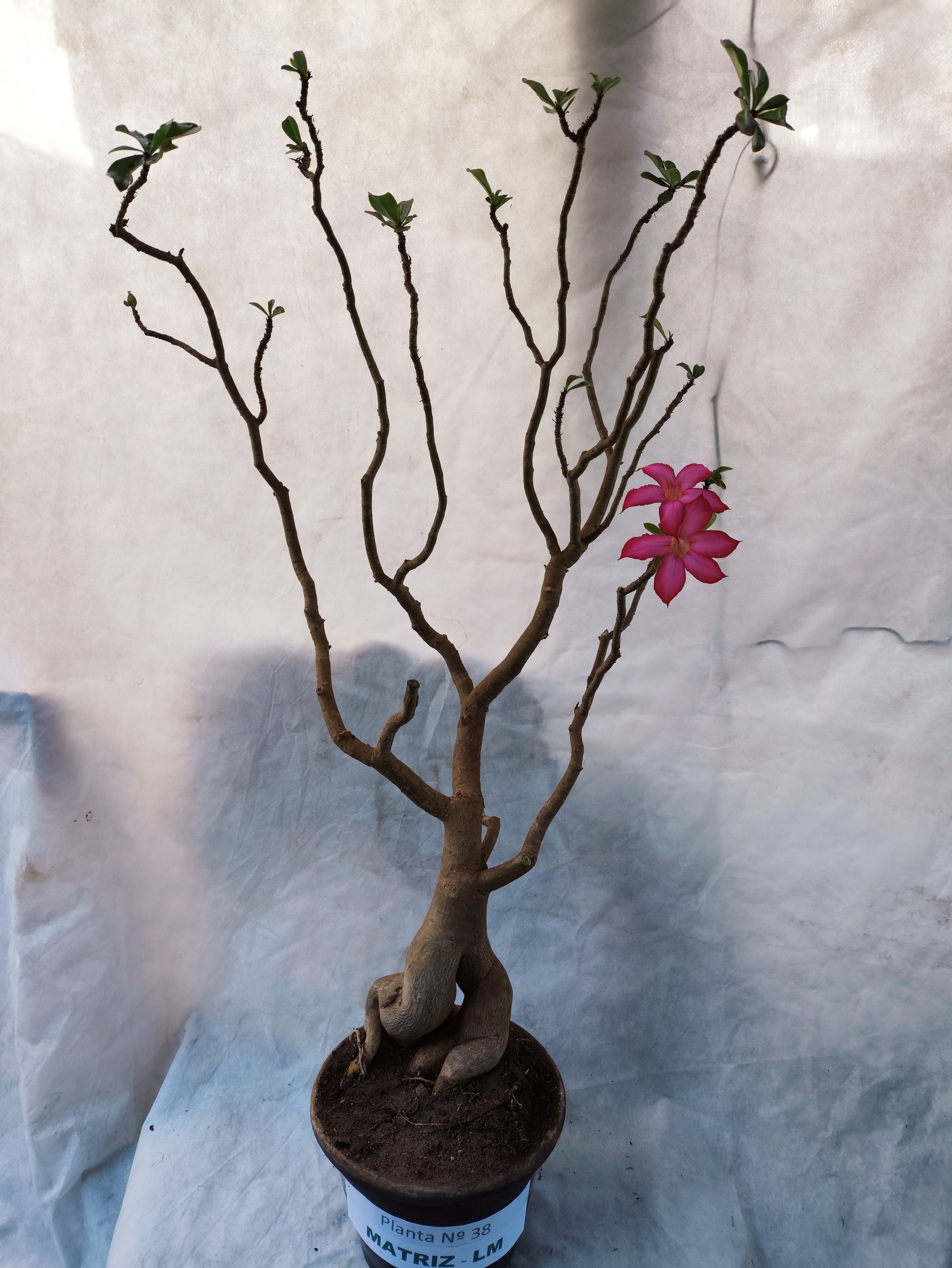 Planta MATRIZ Simples Nº 38 – 1,00cm – 10 anos