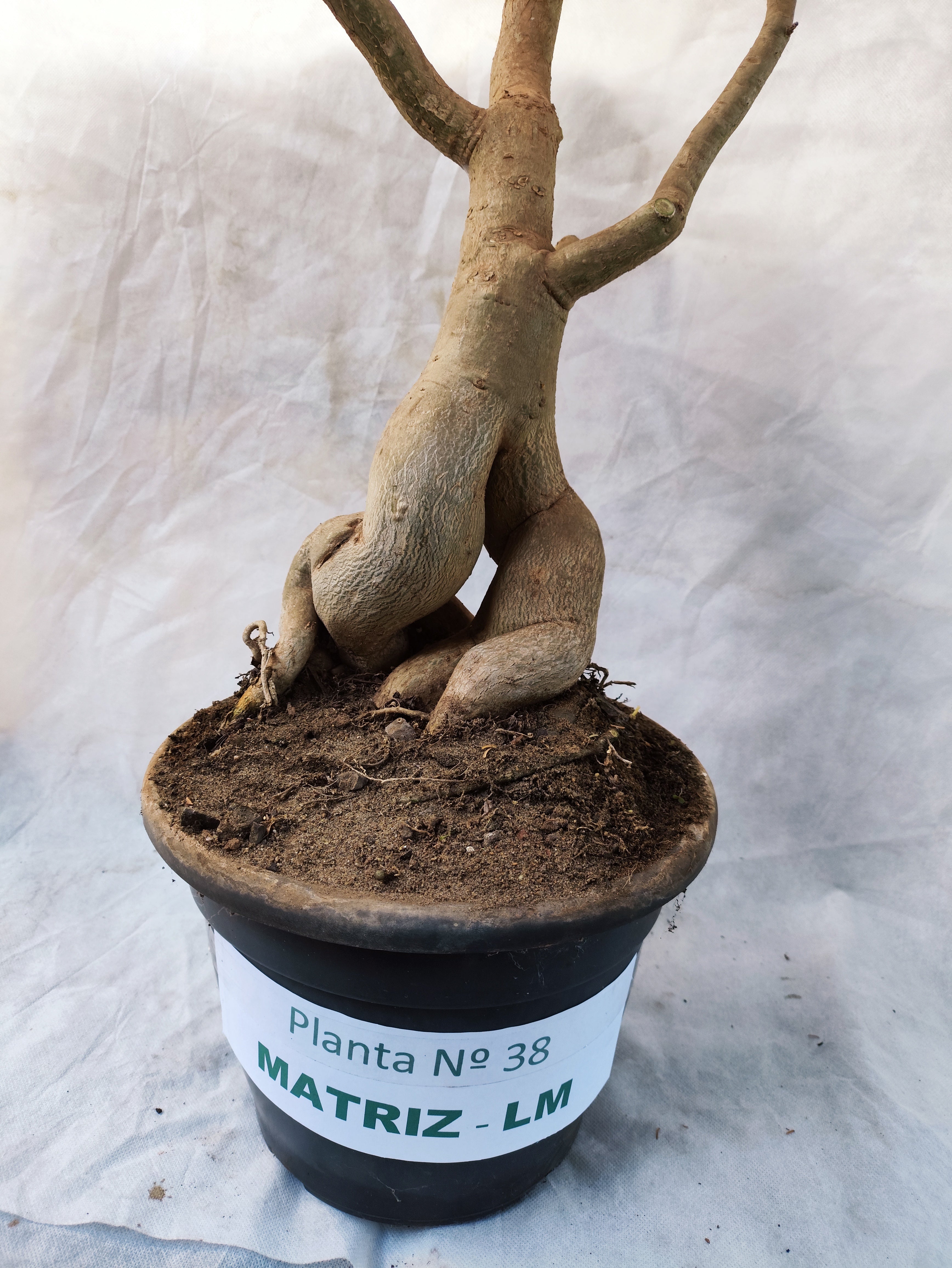 Planta MATRIZ Simples Nº 38 – 1,00cm – 10 anos