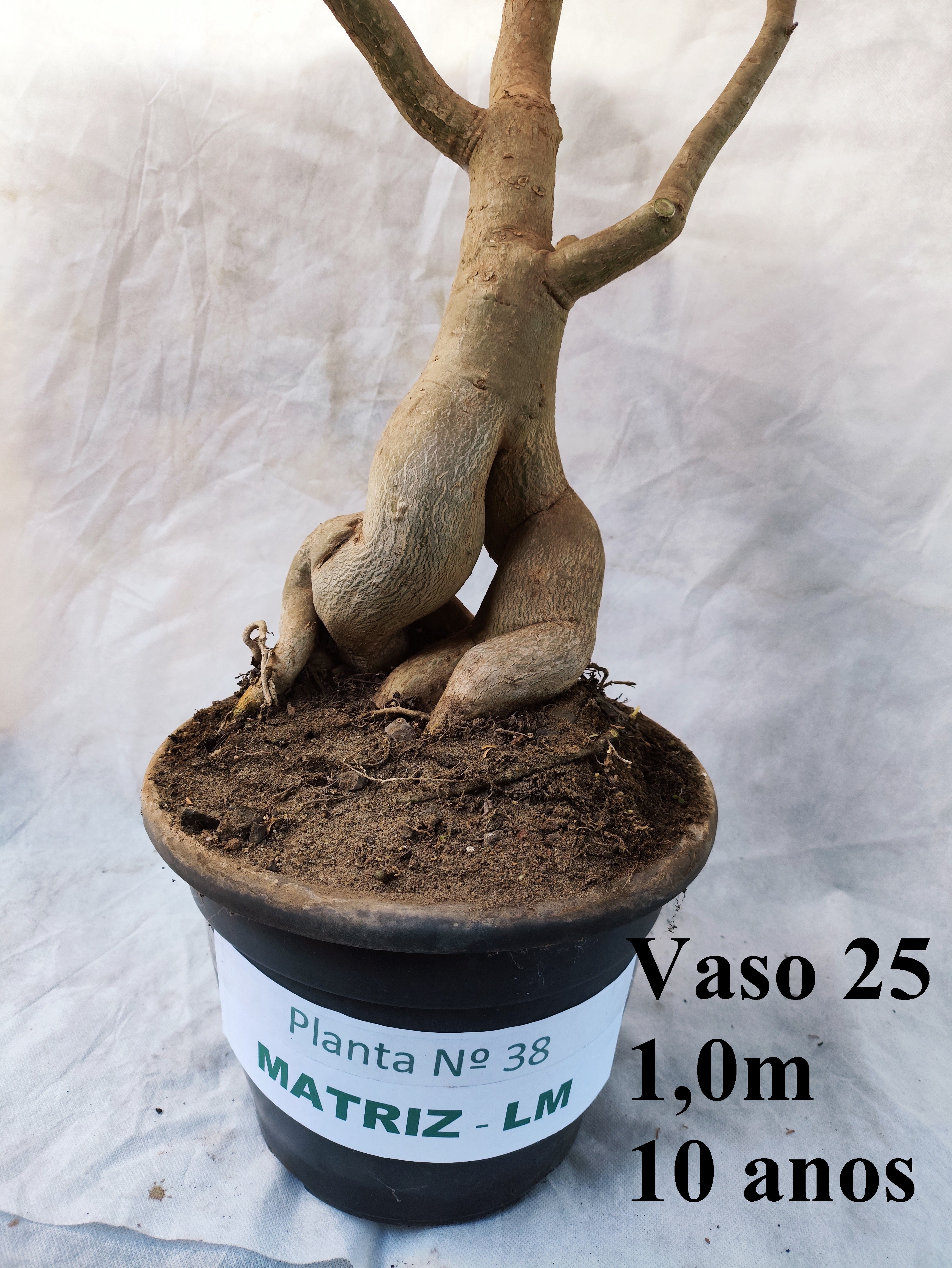 Planta MATRIZ Simples Nº 38 – 1,00cm – 10 anos