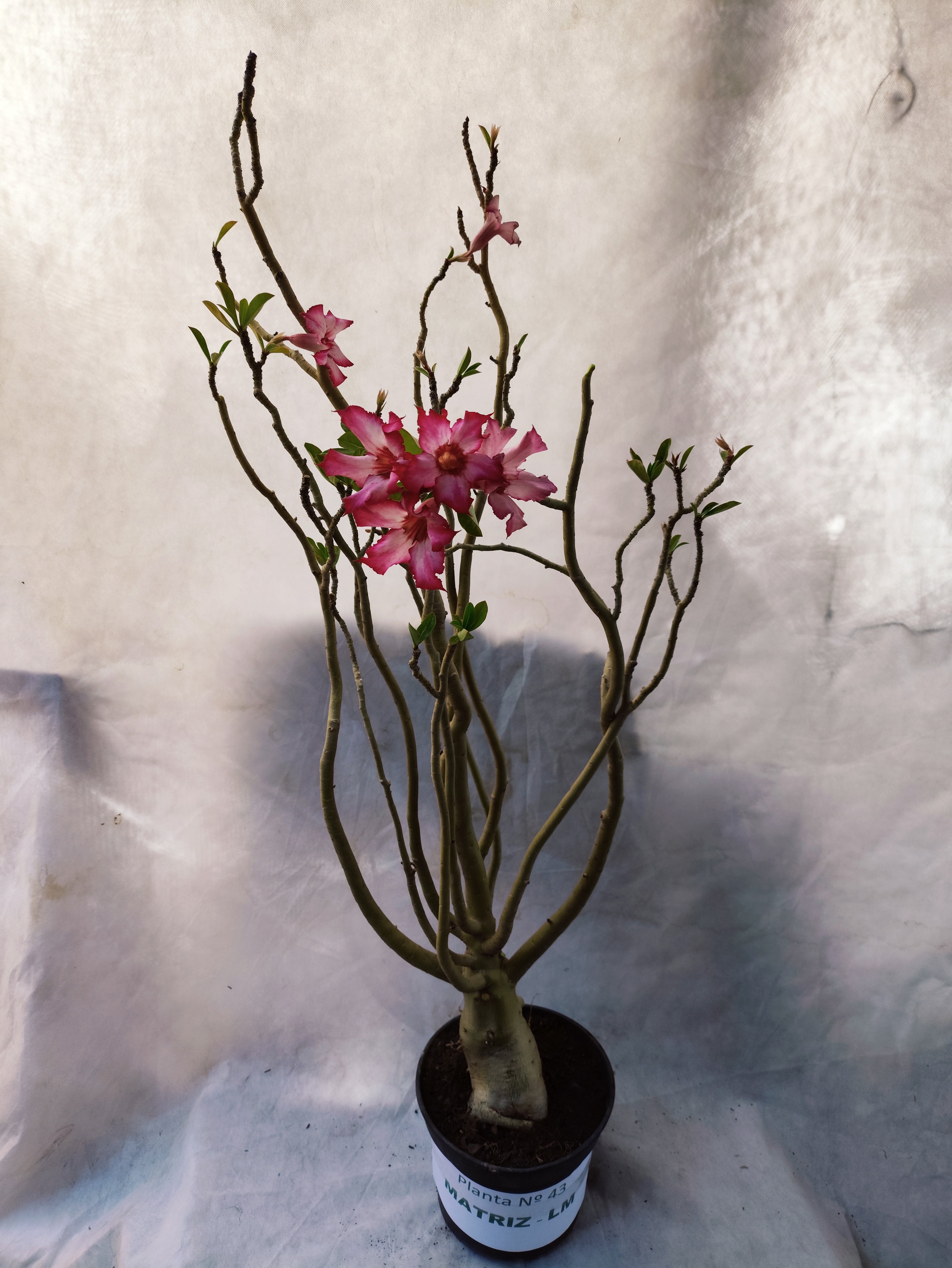 Planta MATRIZ Simples Nº 43 – 0,90cm – 06 anos