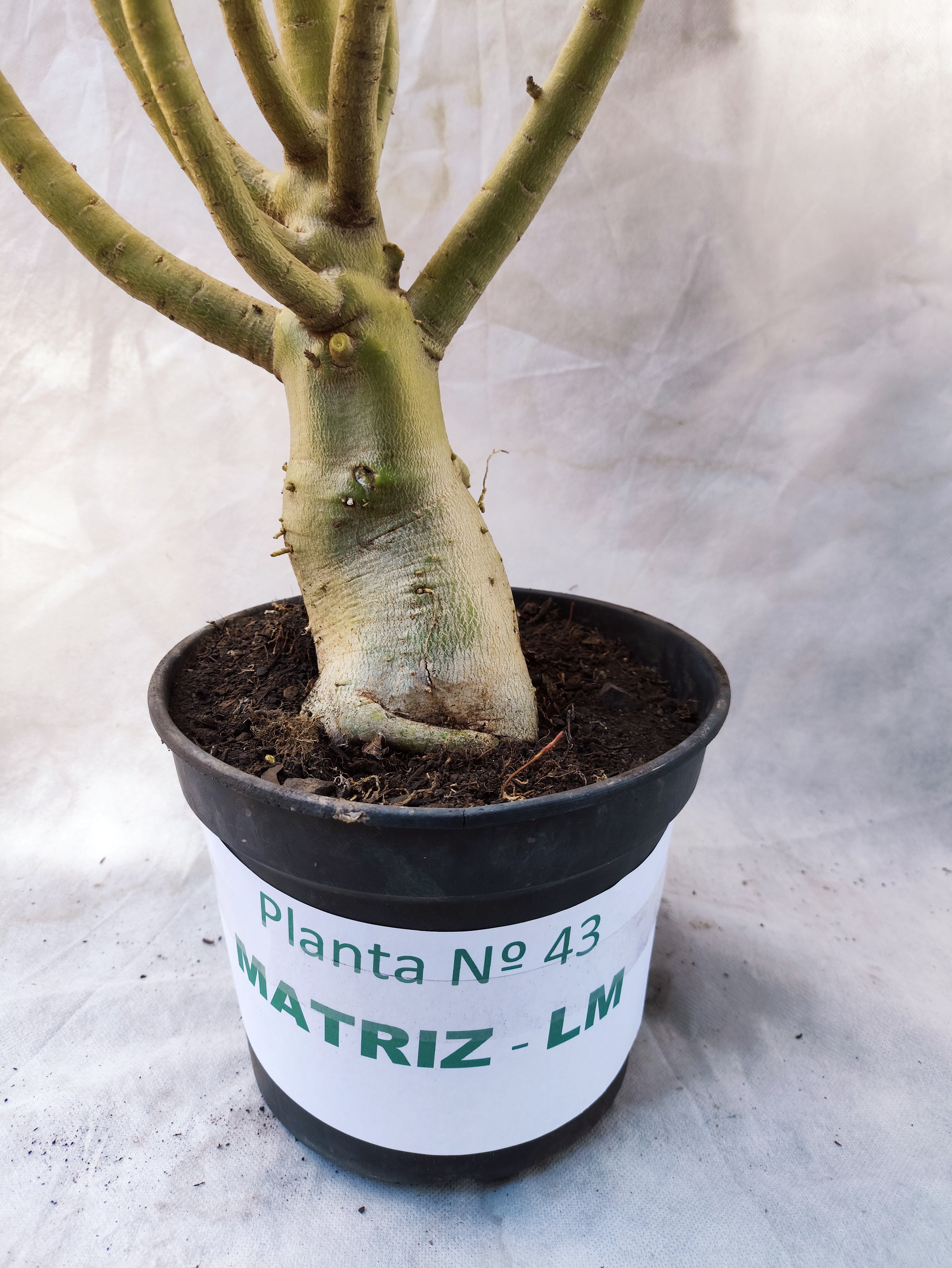 Planta MATRIZ Simples Nº 43 – 0,90cm – 06 anos