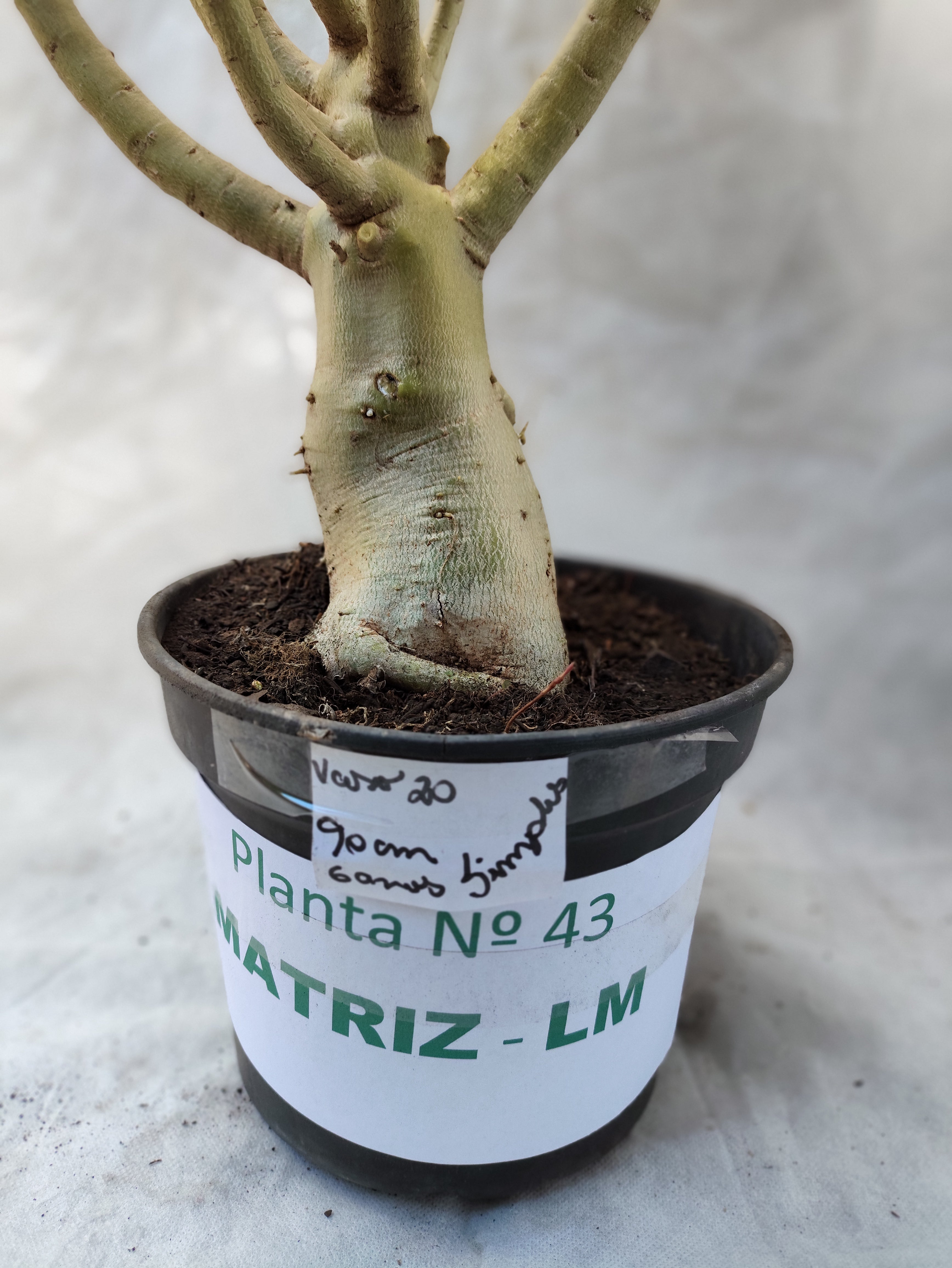 Planta MATRIZ Simples Nº 43 – 0,90cm – 06 anos