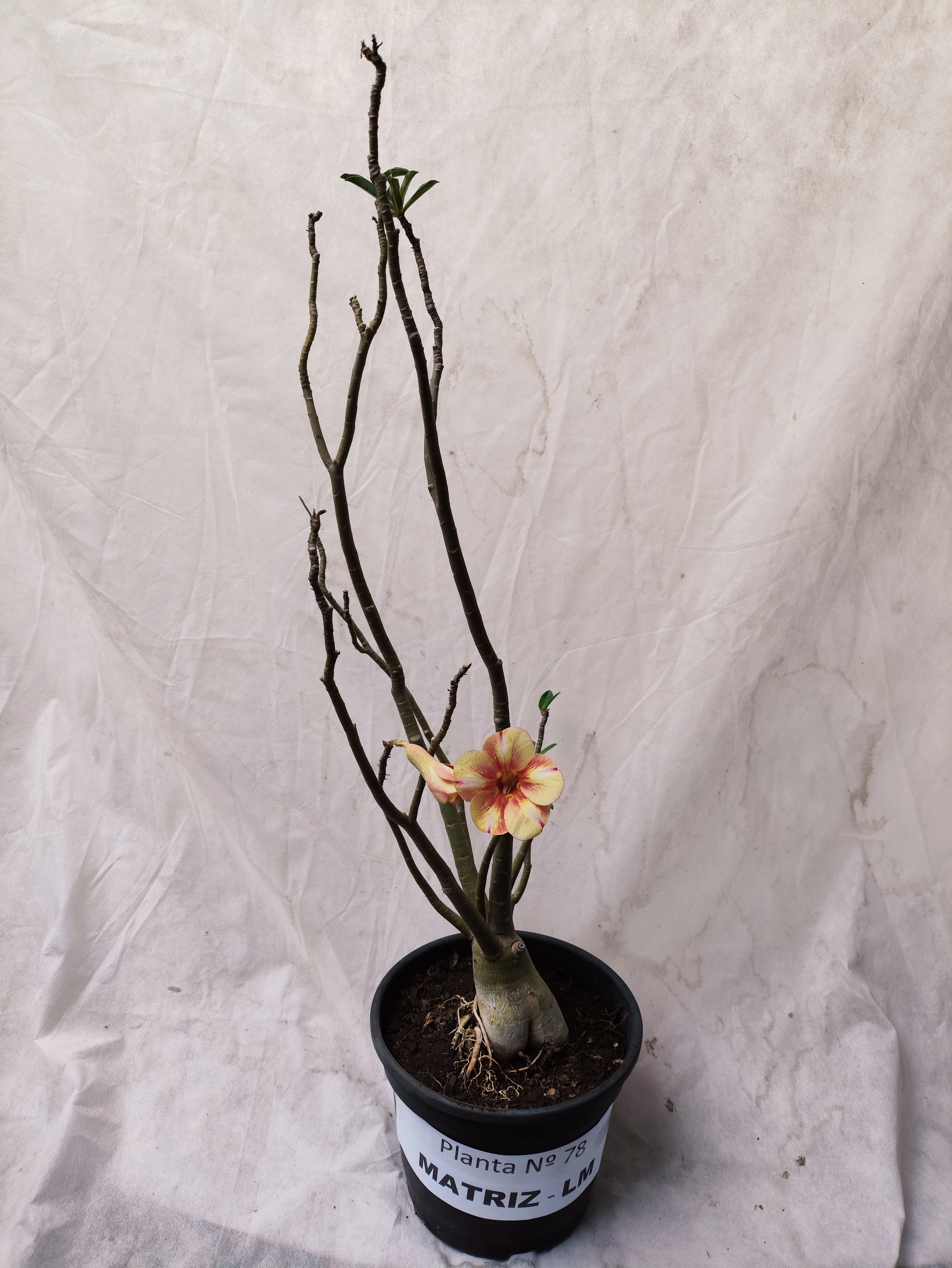 Planta MATRIZ Simples Nº 78 – 65cm – 04 anos