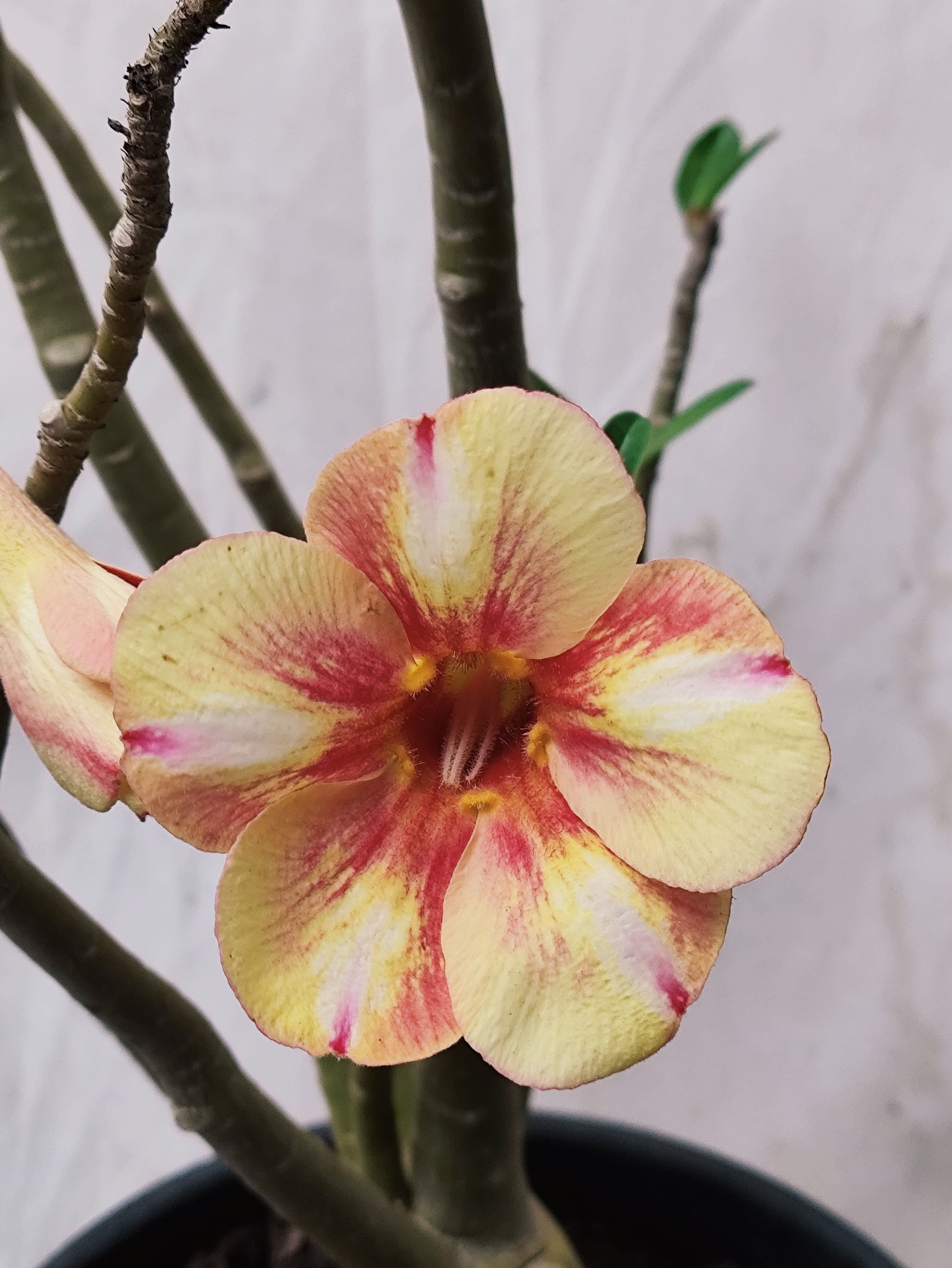 Planta MATRIZ Simples Nº 78 – 65cm – 04 anos