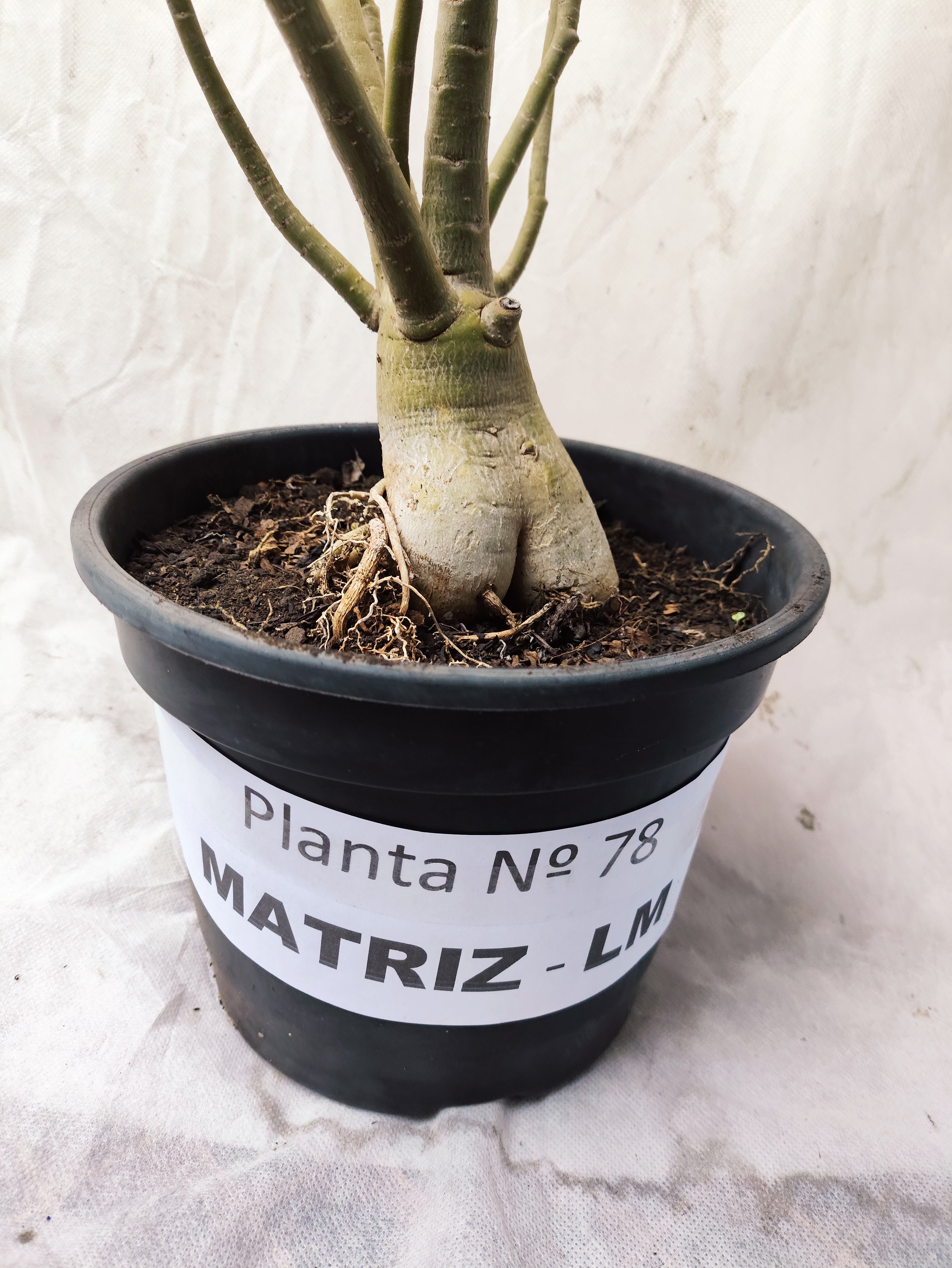 Planta MATRIZ Simples Nº 78 – 65cm – 04 anos
