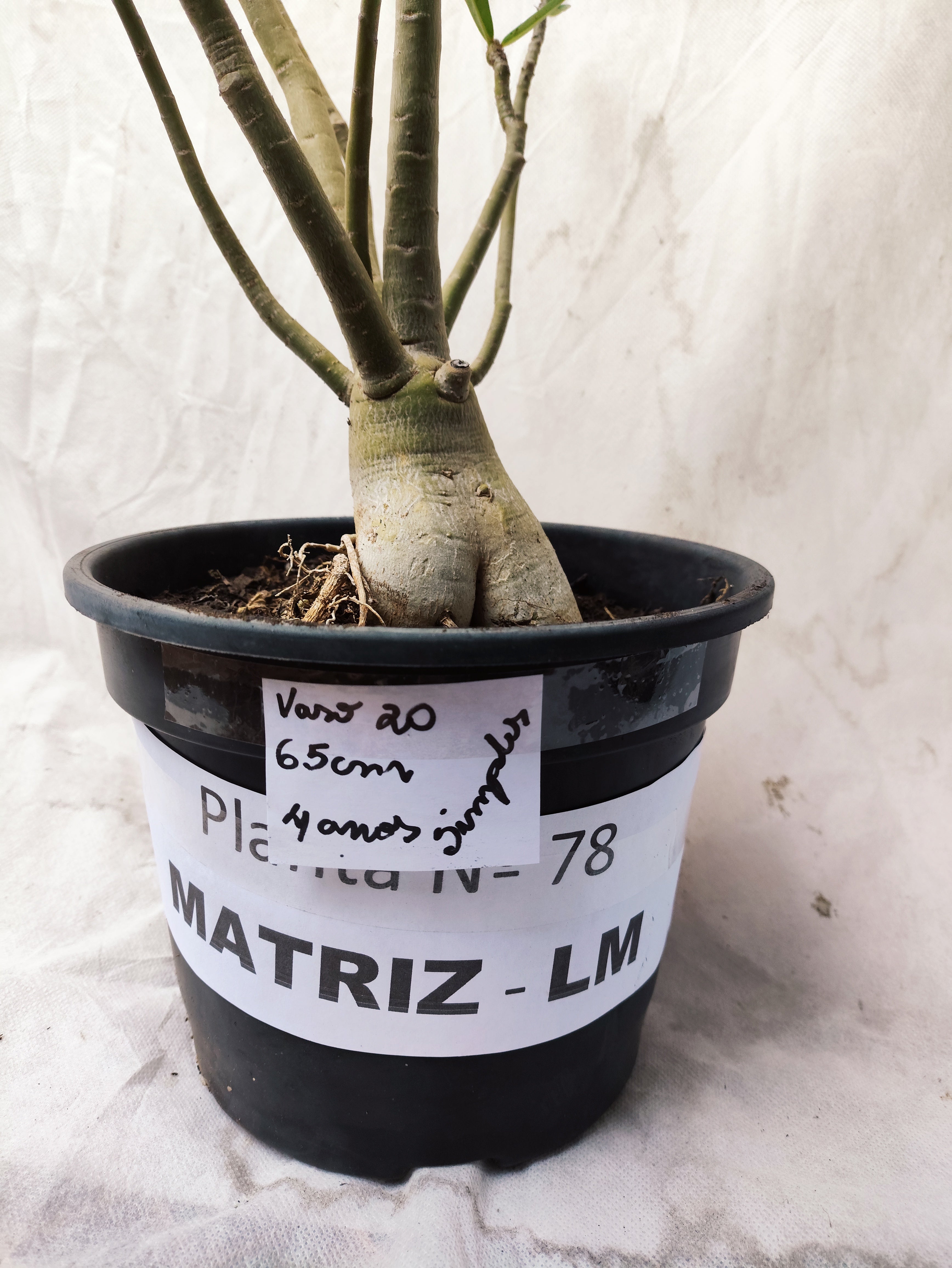 Planta MATRIZ Simples Nº 78 – 65cm – 04 anos